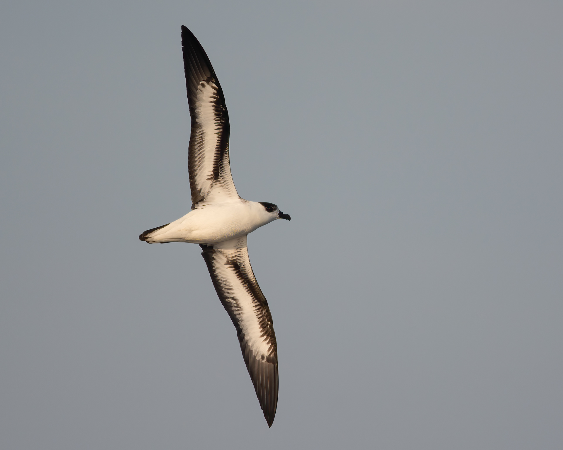 Black-capped Petrel, West Atlantis Canyon