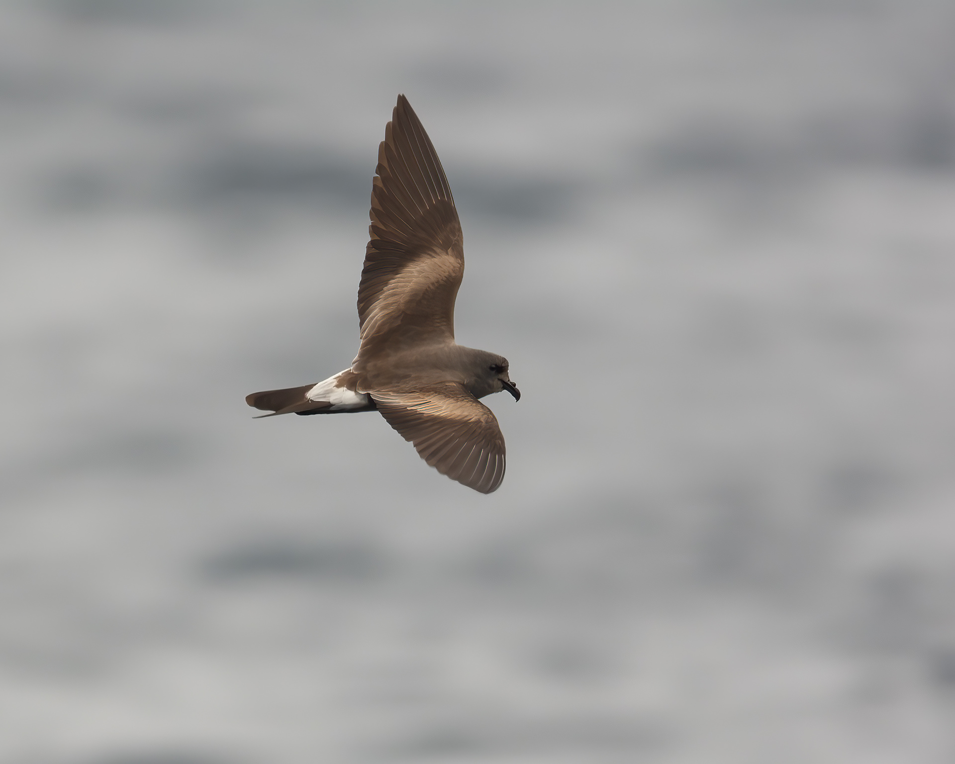 Leach's Storm-Petrel, Offshore, NY