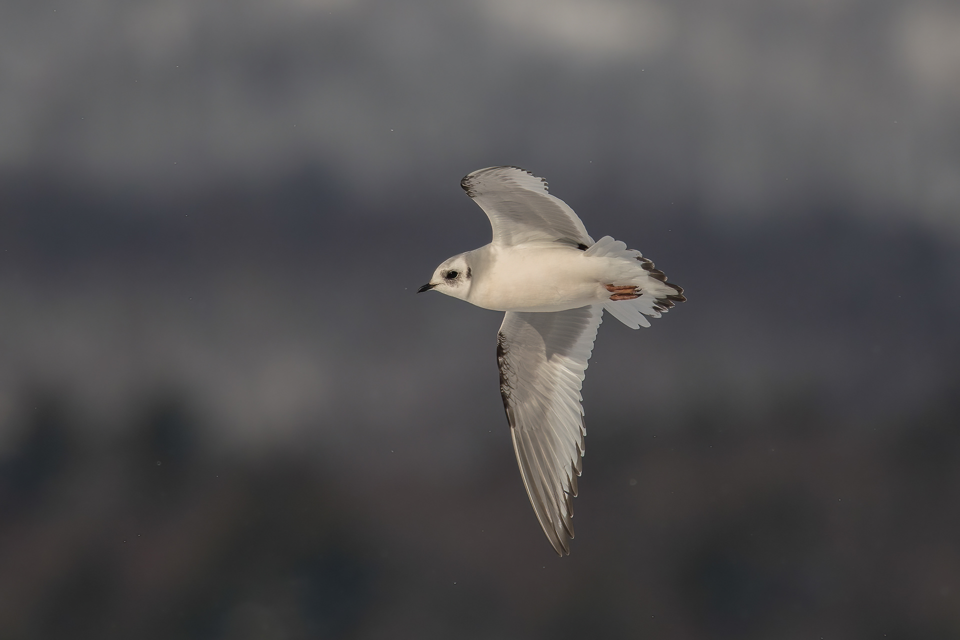 Ross's Gull, Tupper Lake, NY