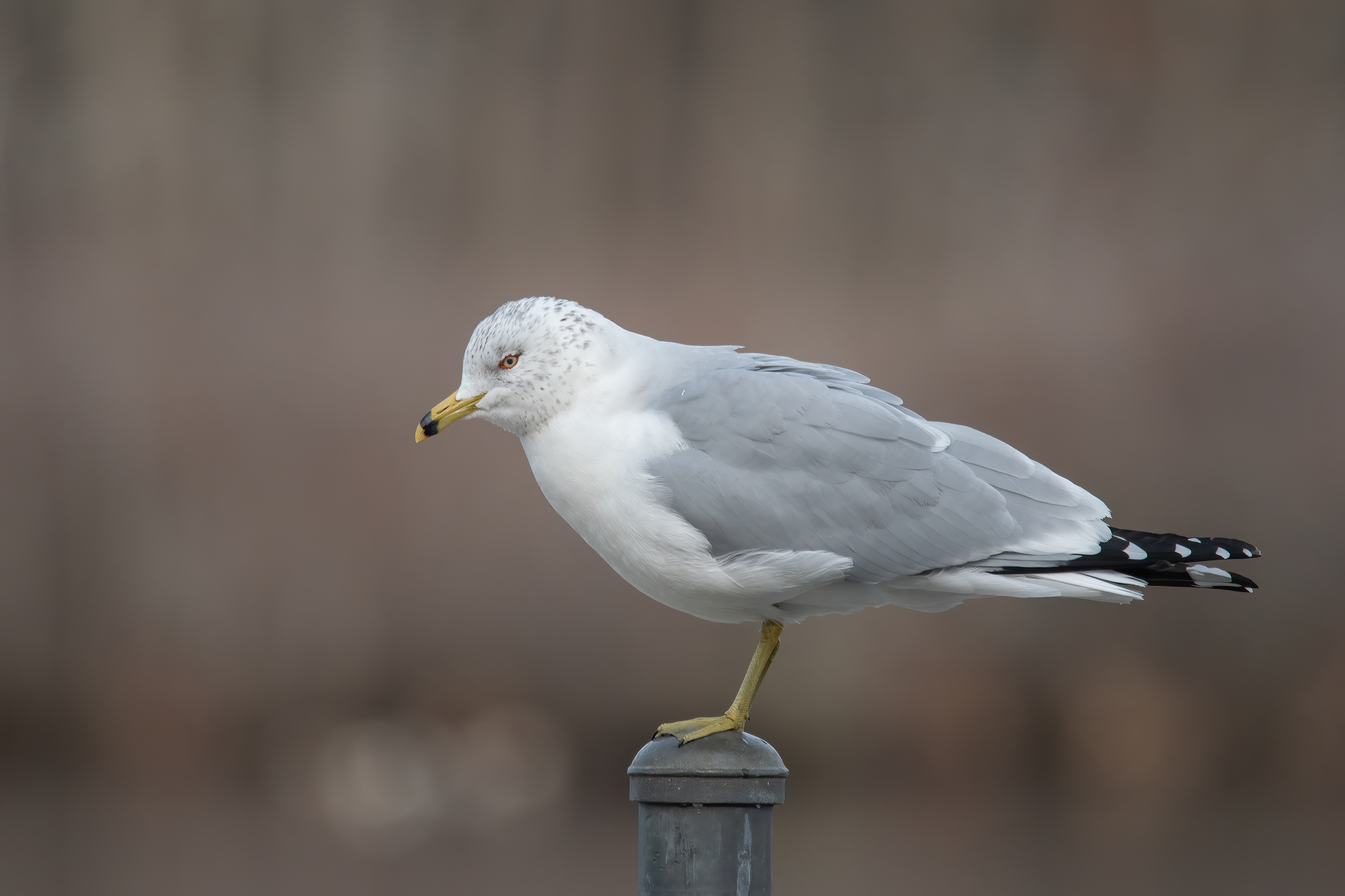Ring-billed Gull, Shirley, NY