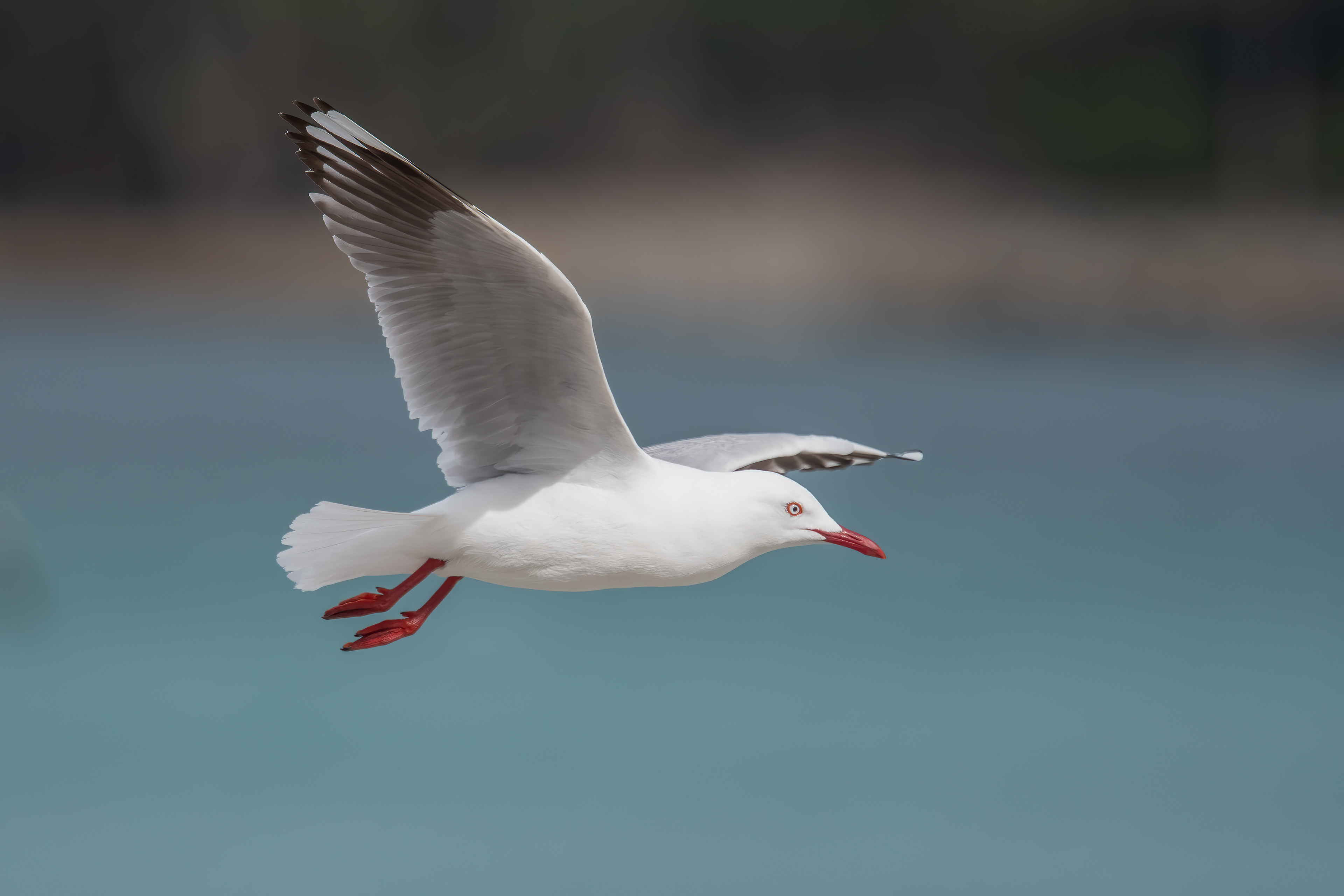 Silver Gull, Tasmania, Australia