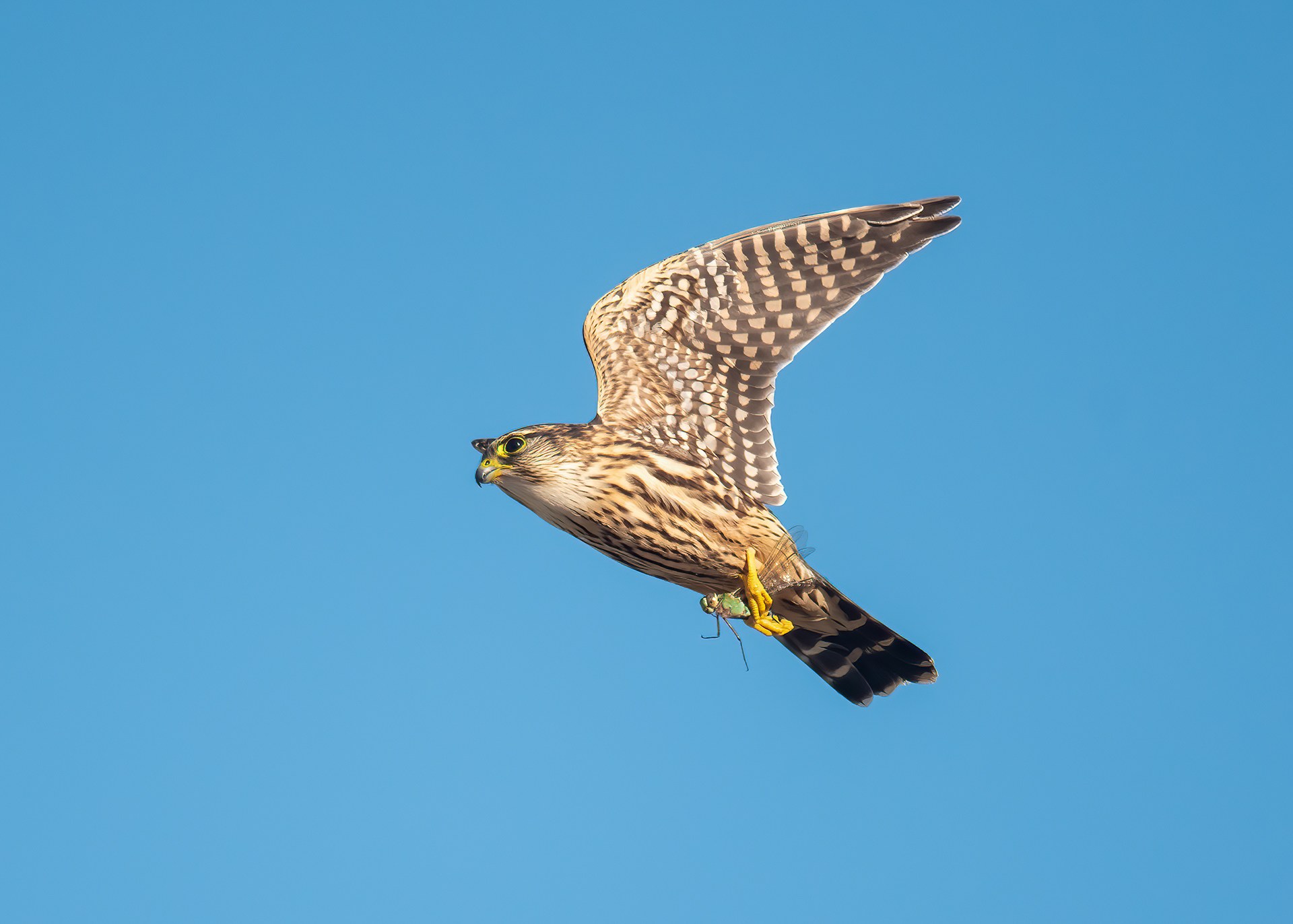 Merlin, Fire Island National Seashore, NY