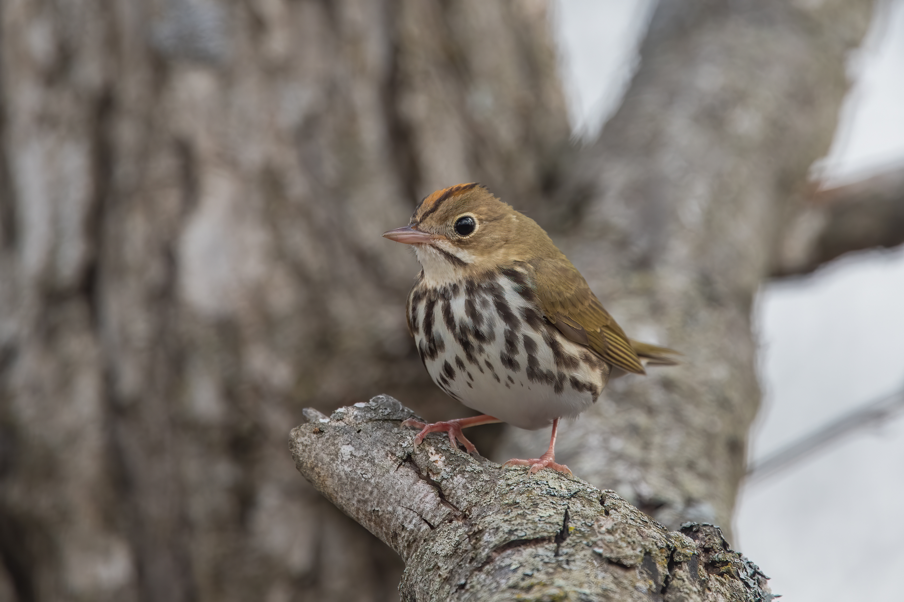 Ovenbird, Willsboro, NY