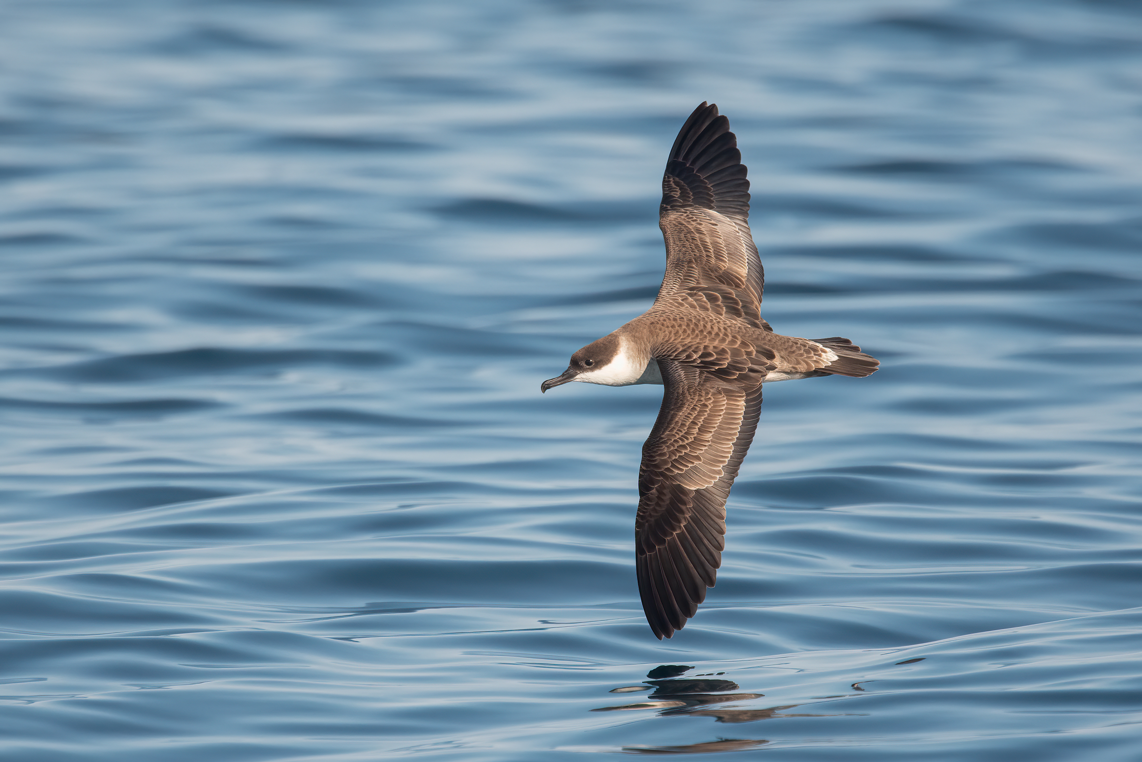 Great Shearwater, NYS Shelf Waters