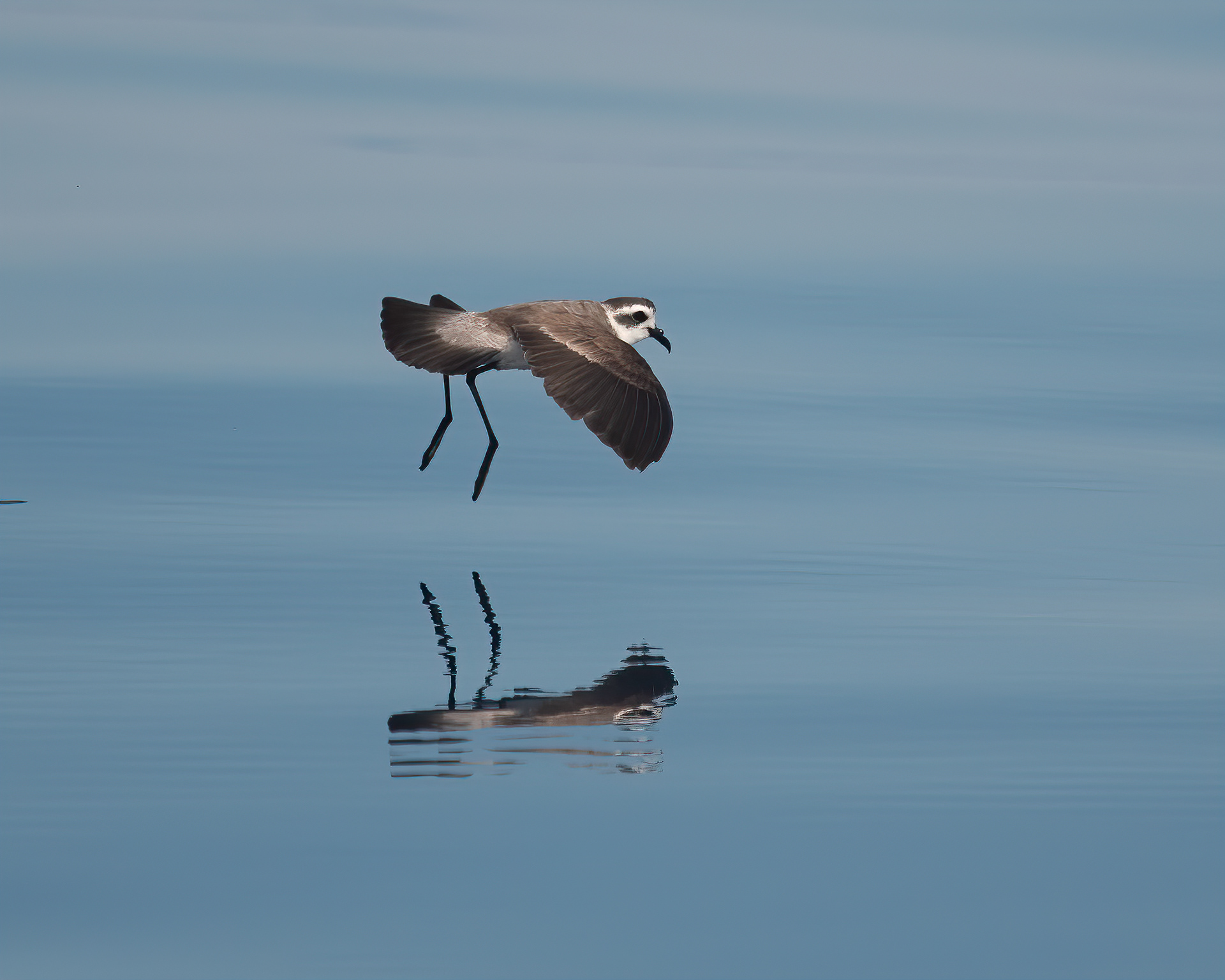 White-faced Storm-Petrel, Rabbit Ears Canyon, Offshore NY