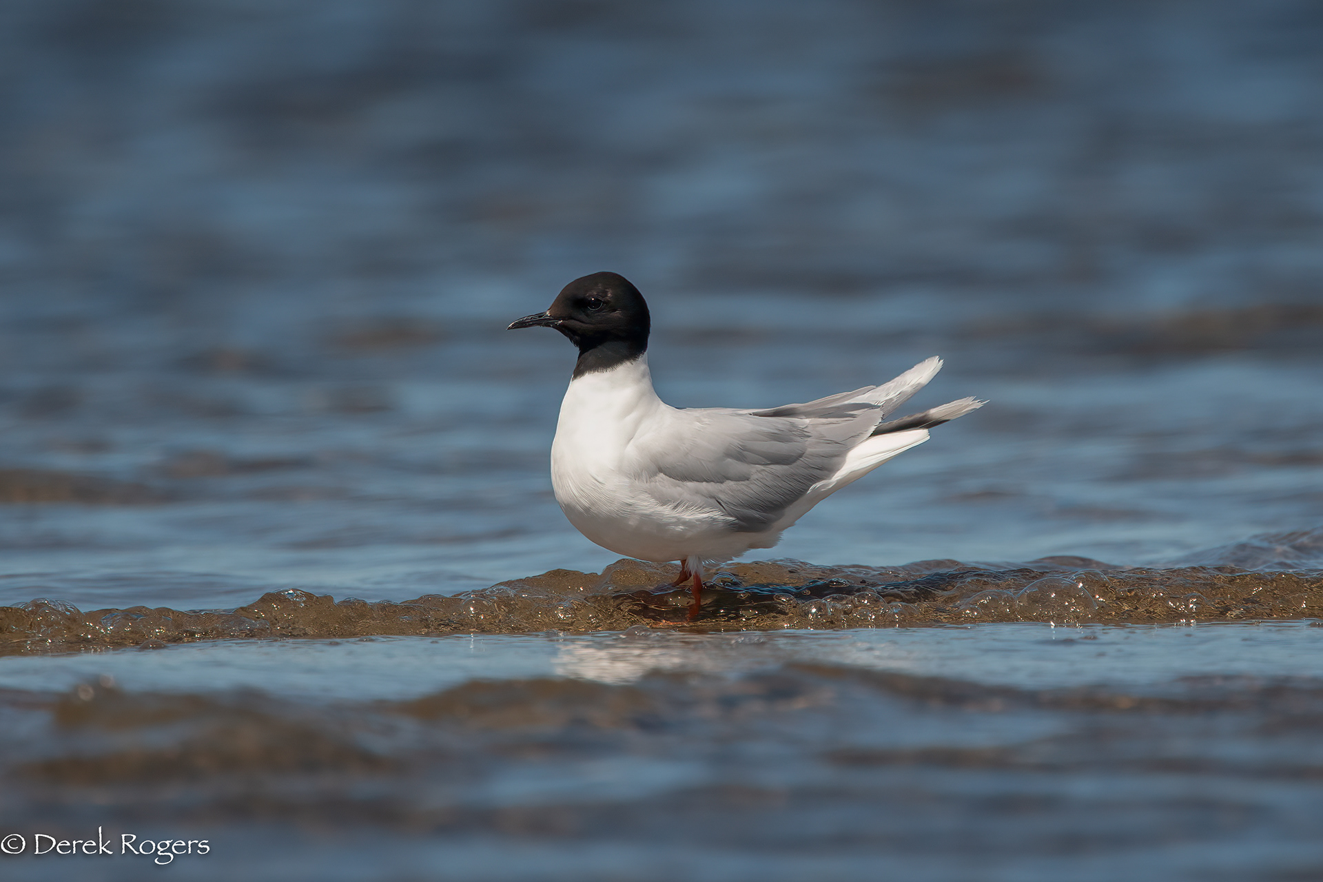 Little Gull, Willsboro, NY