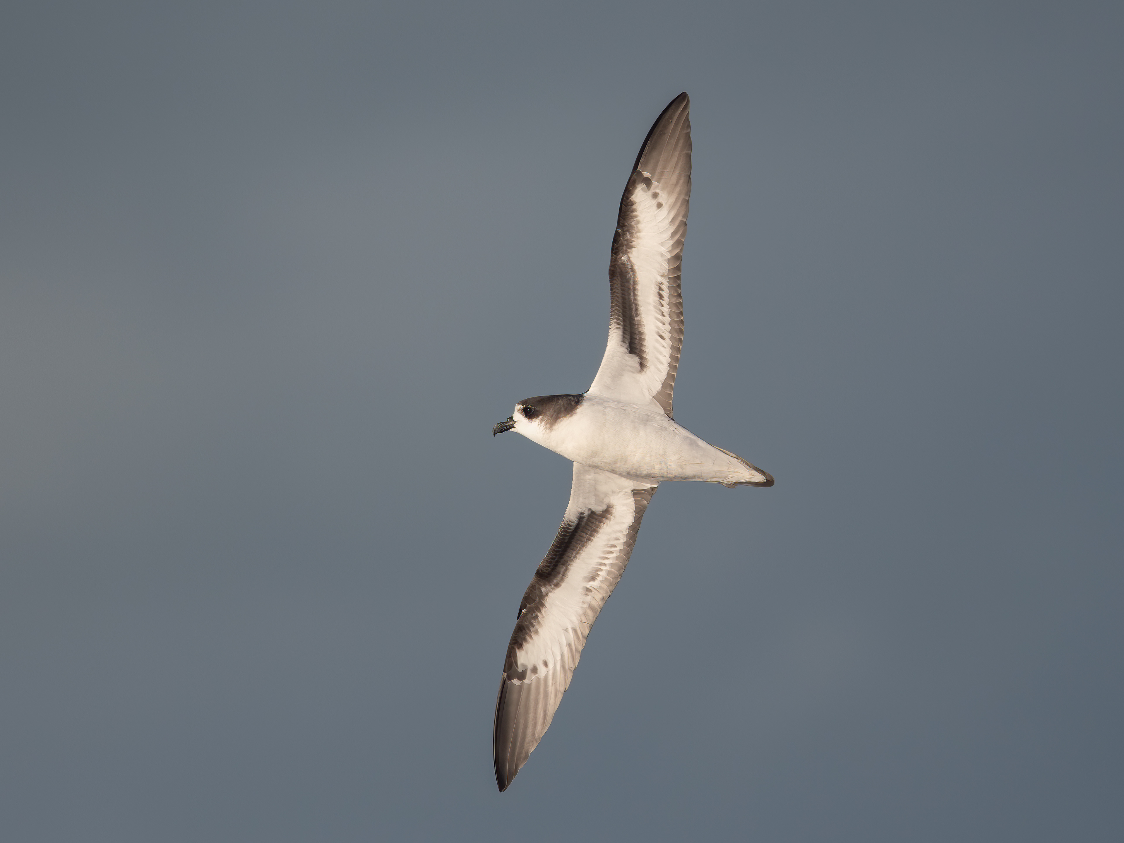 Bermuda Petrel, 4 nm south of Nonsuch Island, BM