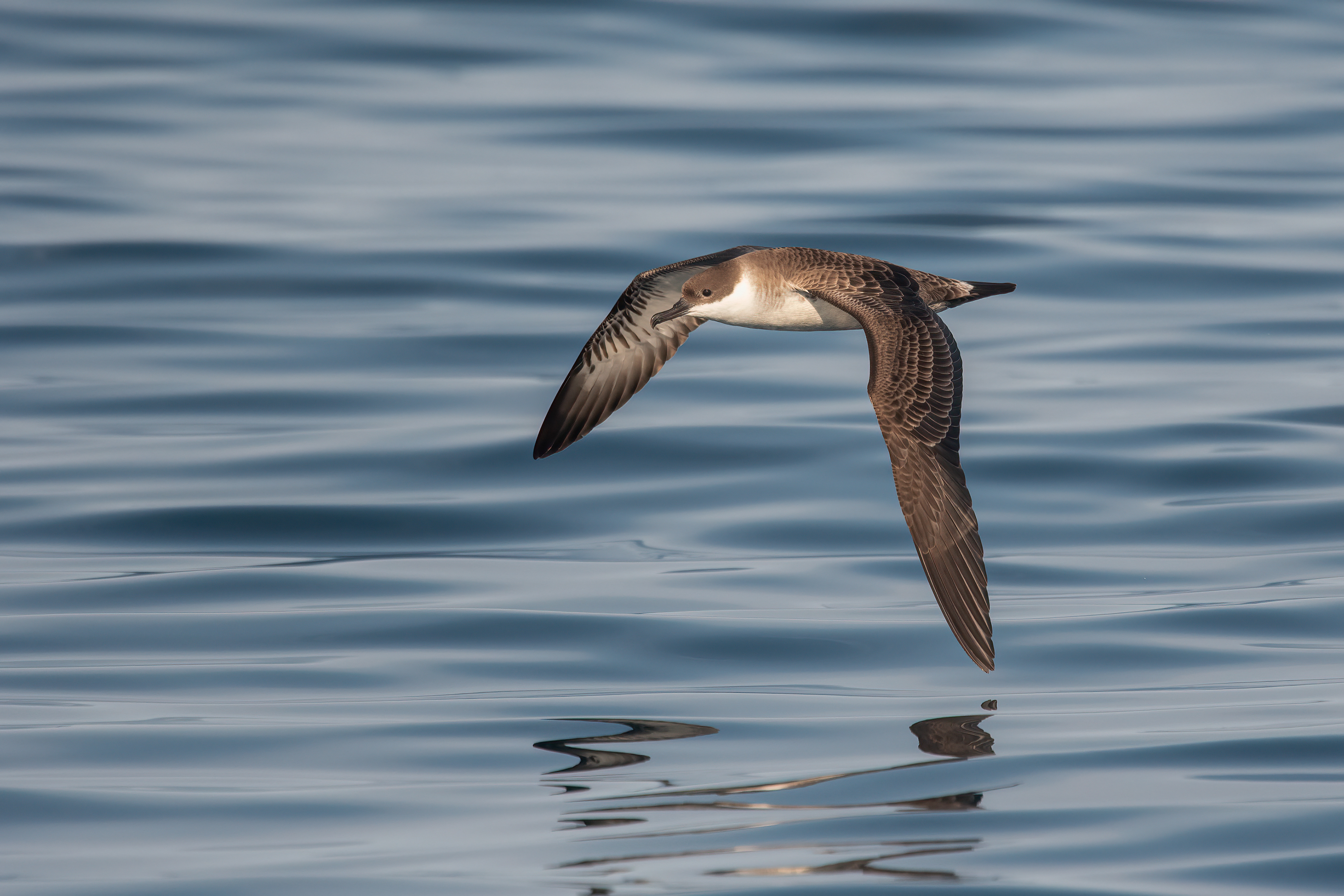 Great Shearwater, NYS Shelf Waters