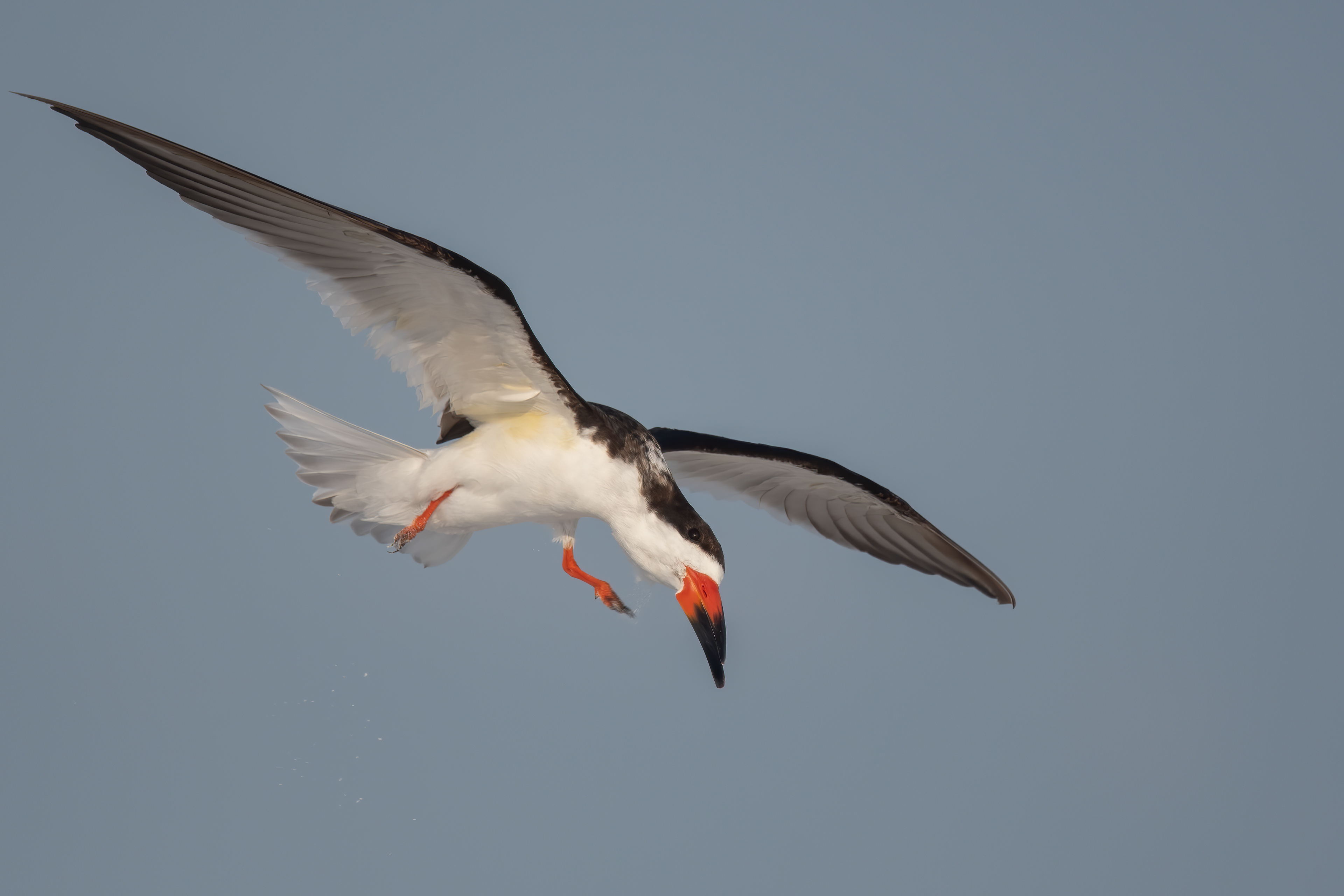 Black Skimmer, Siesta Key Beach, FL