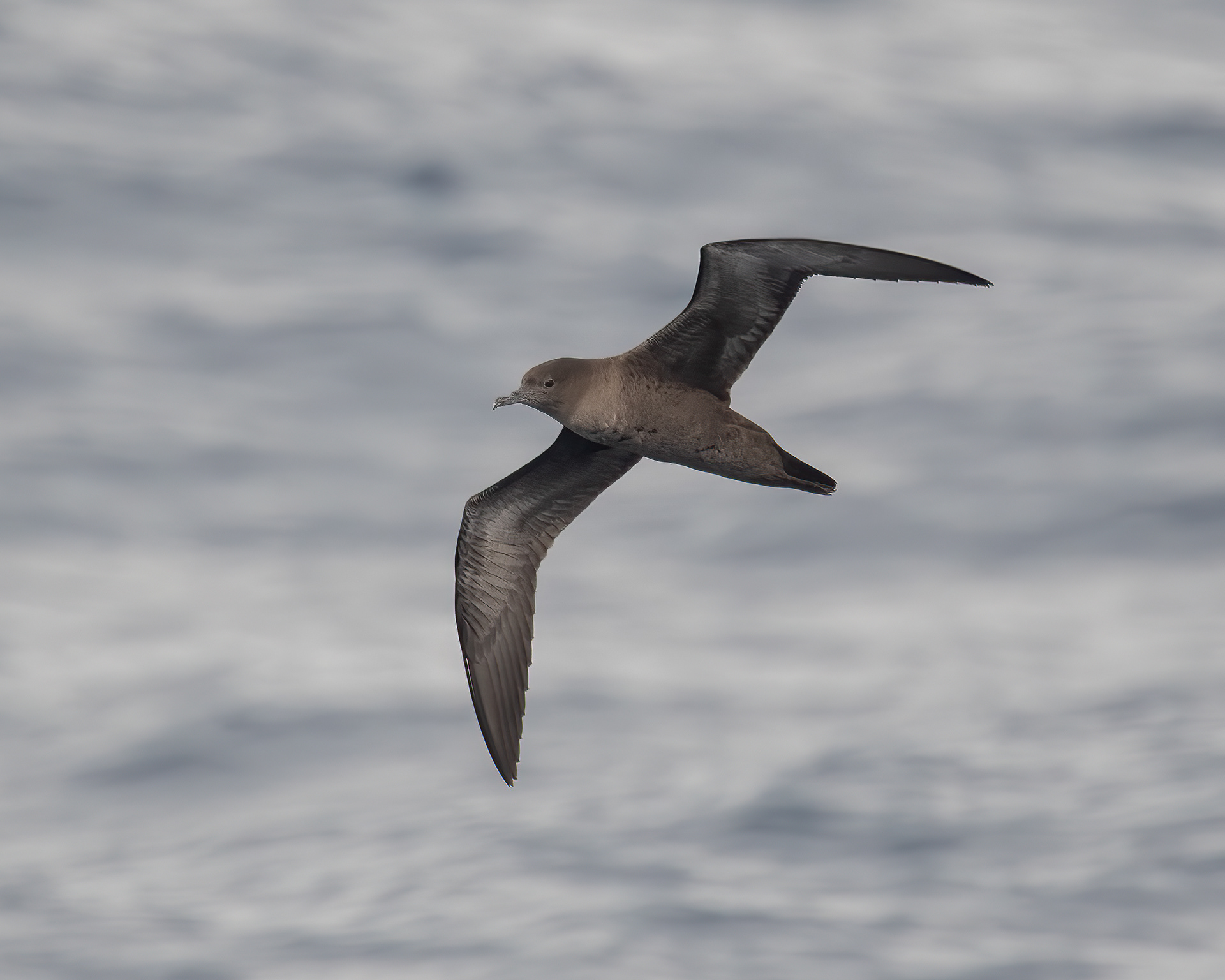 Sooty Shearwater, Gulf Stream off Cape Hatteras