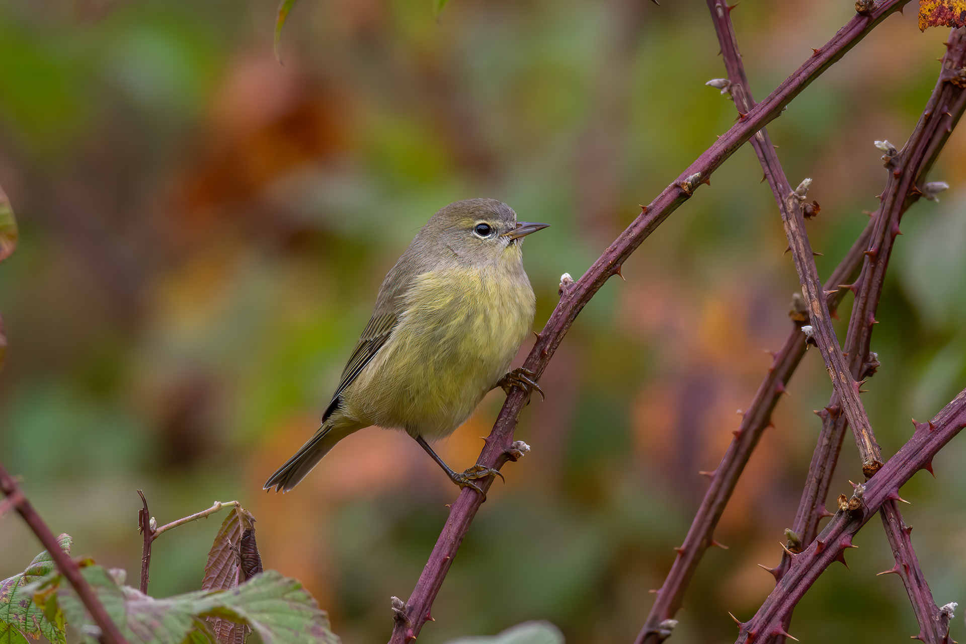 Orange-crowned Warbler, Cold Spring Harbor, NY