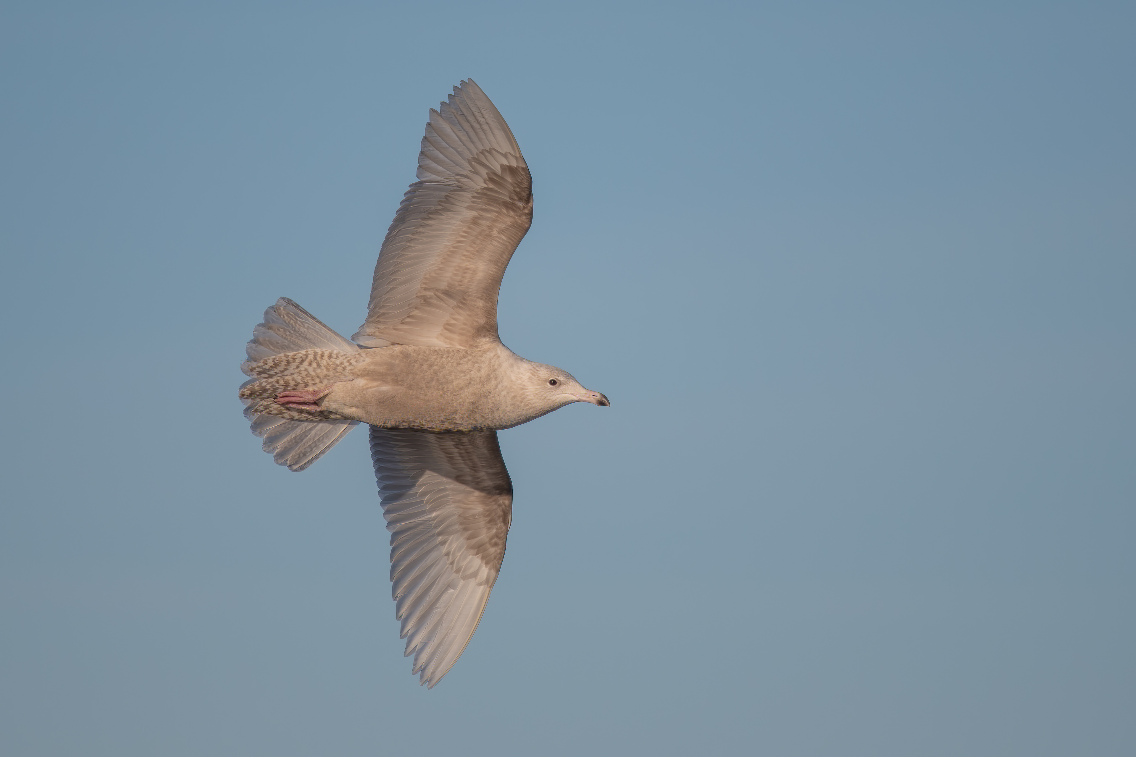 Glaucous Gull (first-cycle), Plattsburgh, NY
