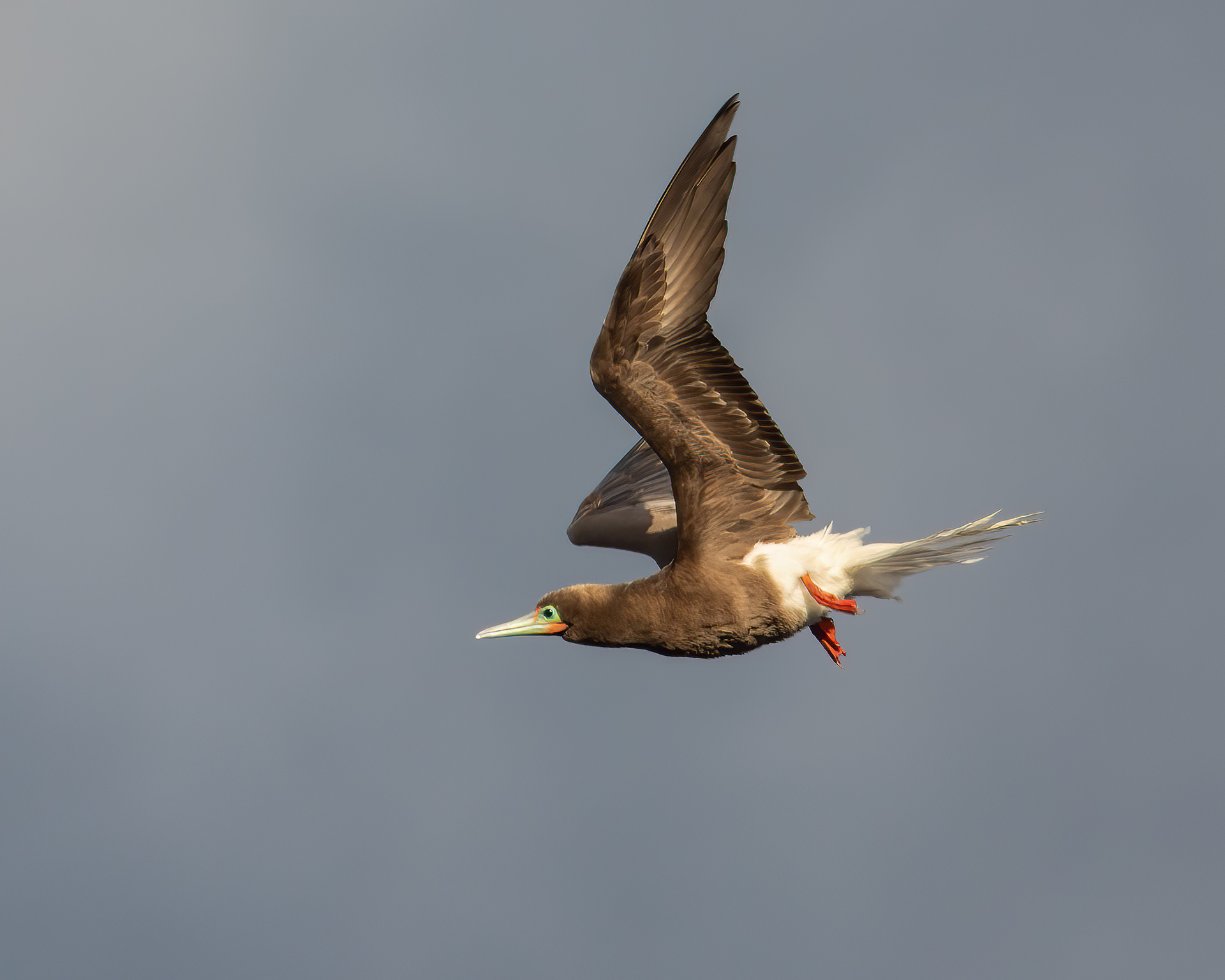 Red-footed Booby, St. Giles Island, Tobago