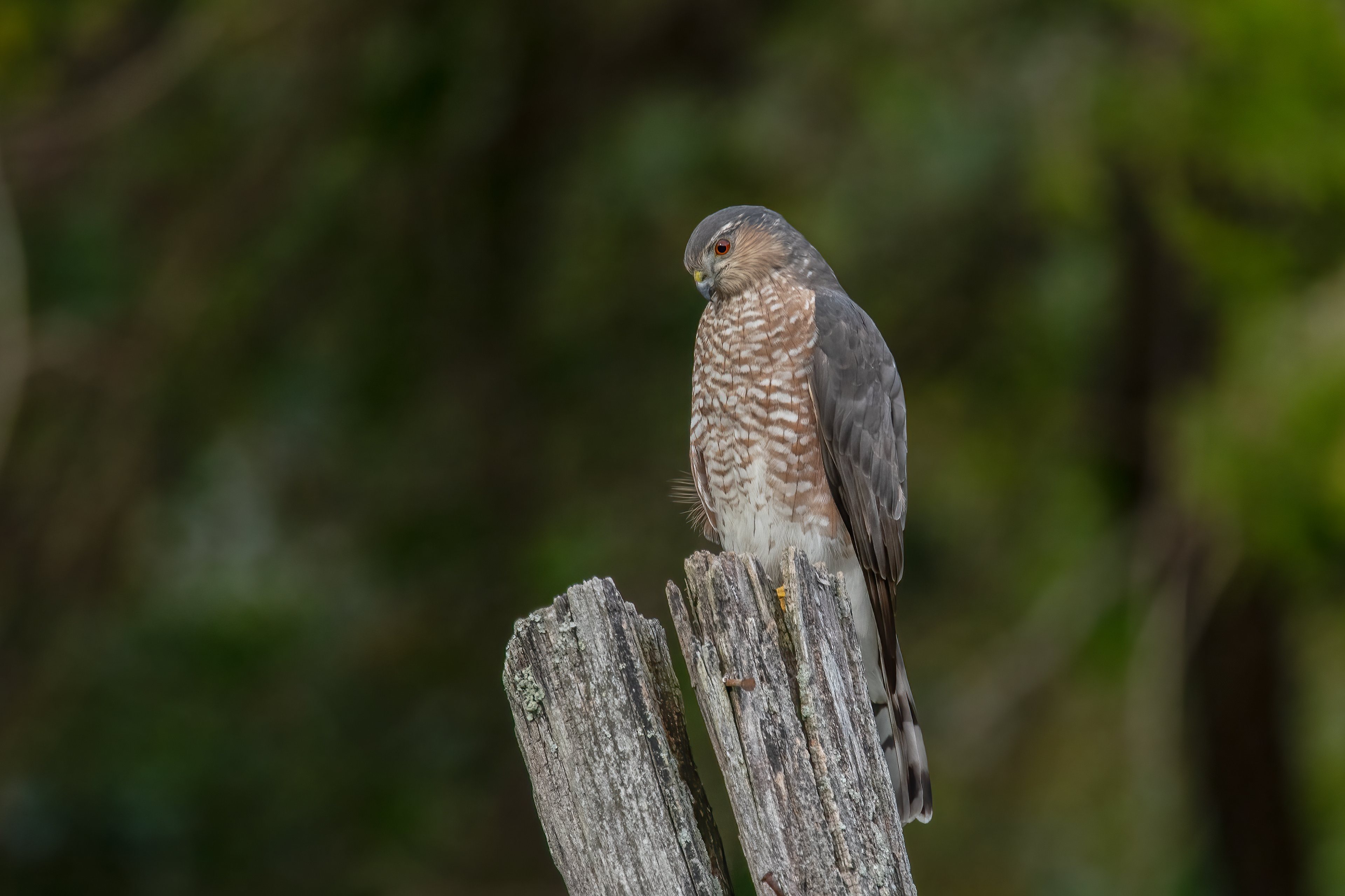 Cooper's Hawk, Sayville, NY