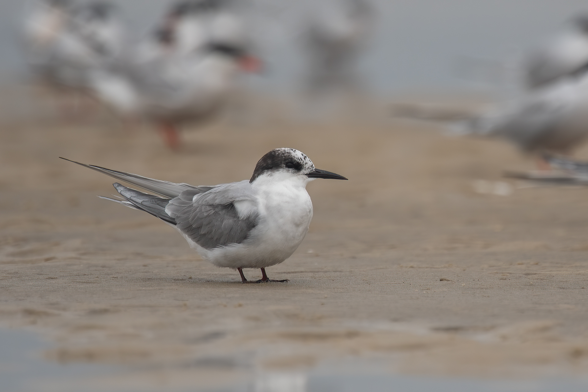 Arctic Tern, Old Inlet, Fire Island