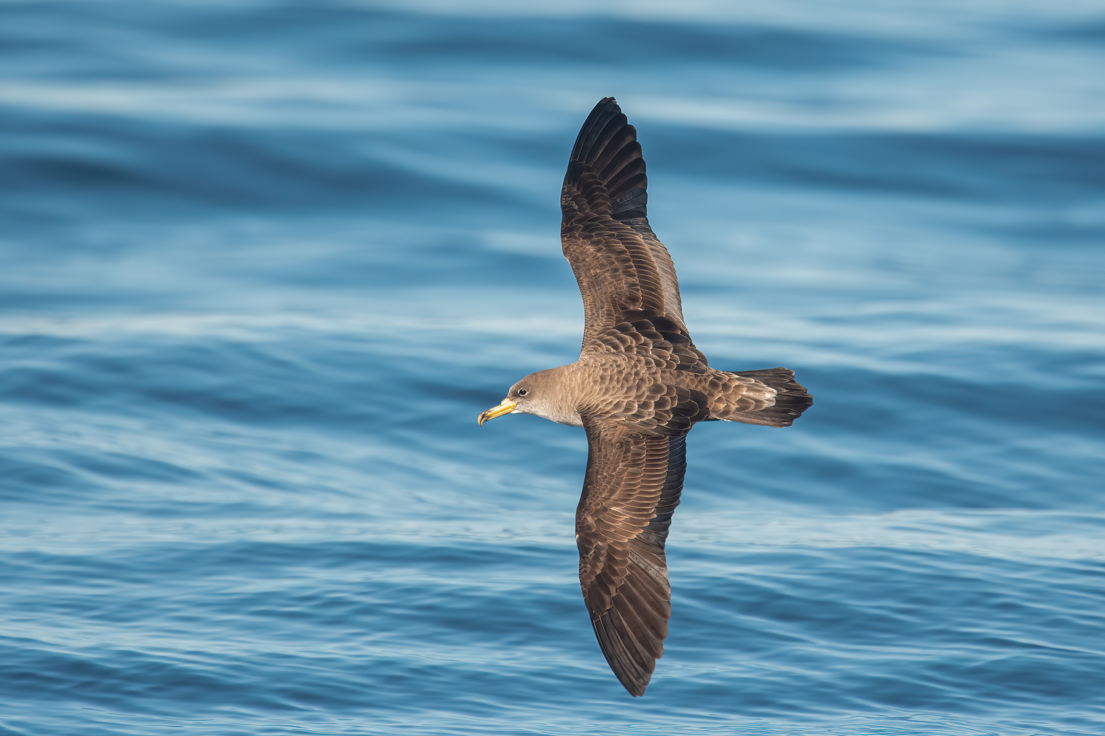 Cory's Shearwater, NYS Shelf Waters