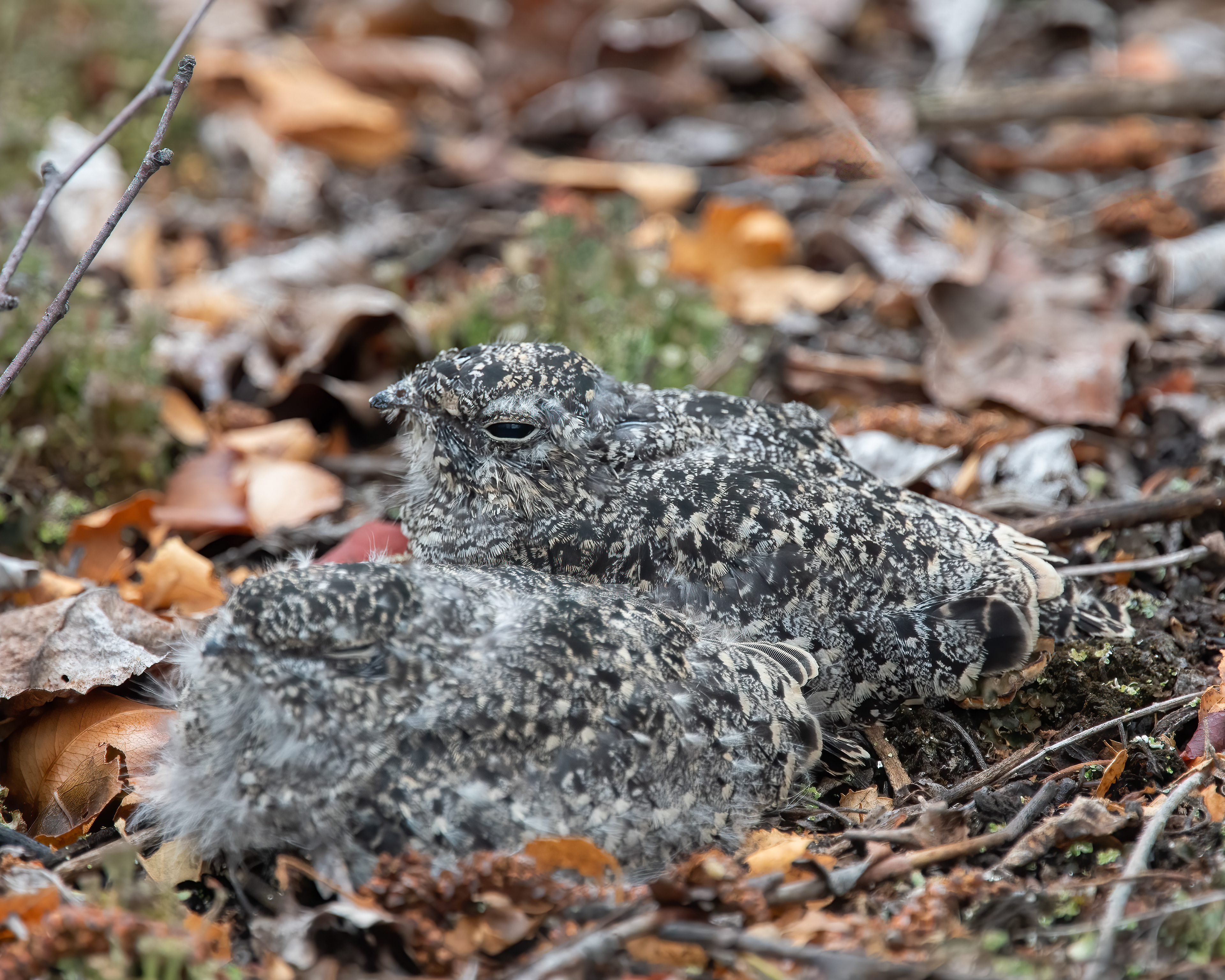 Common Nighthawk, West Chazy, NY