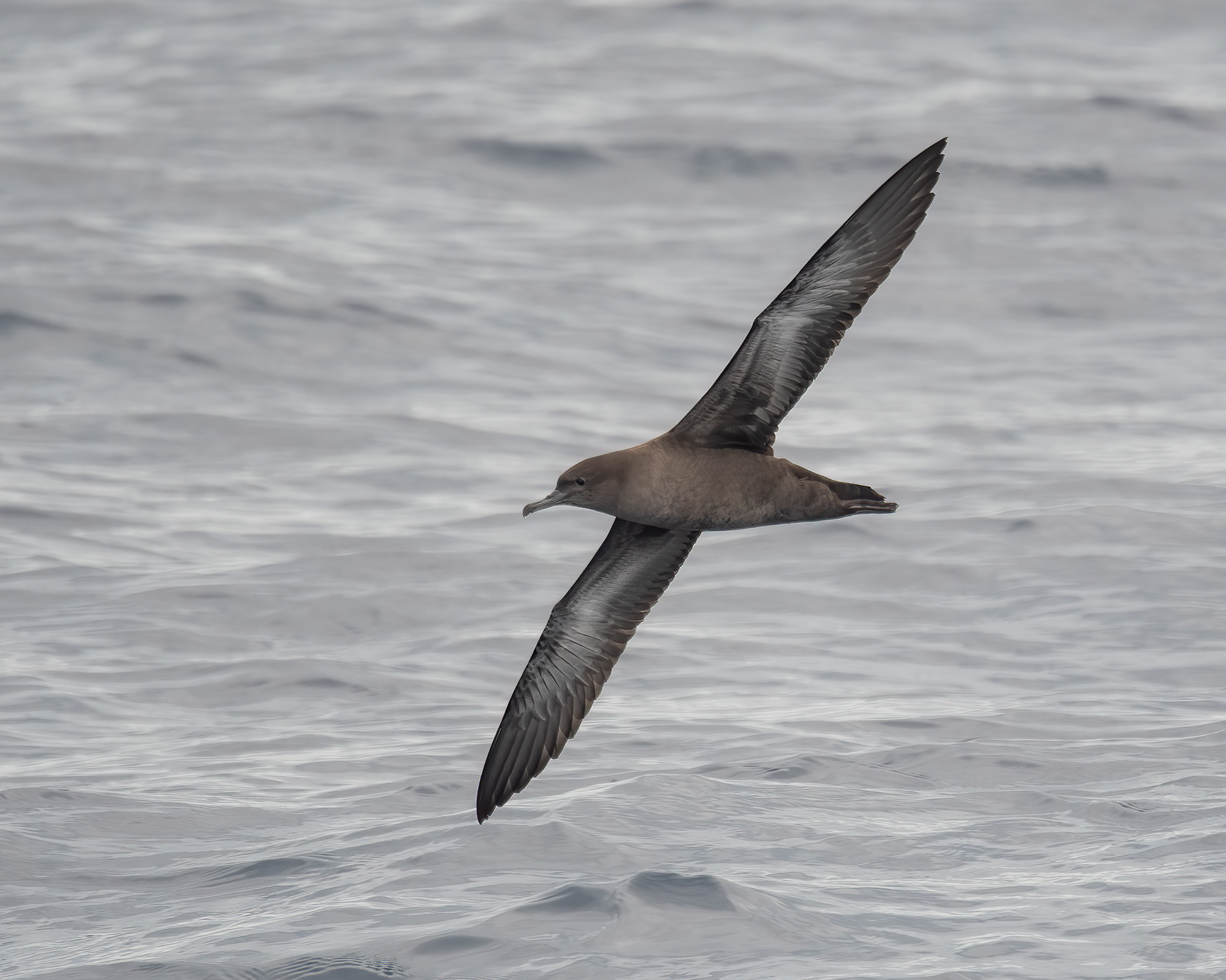 Sooty Shearwater, Gulf Stream off Cape Hatteras