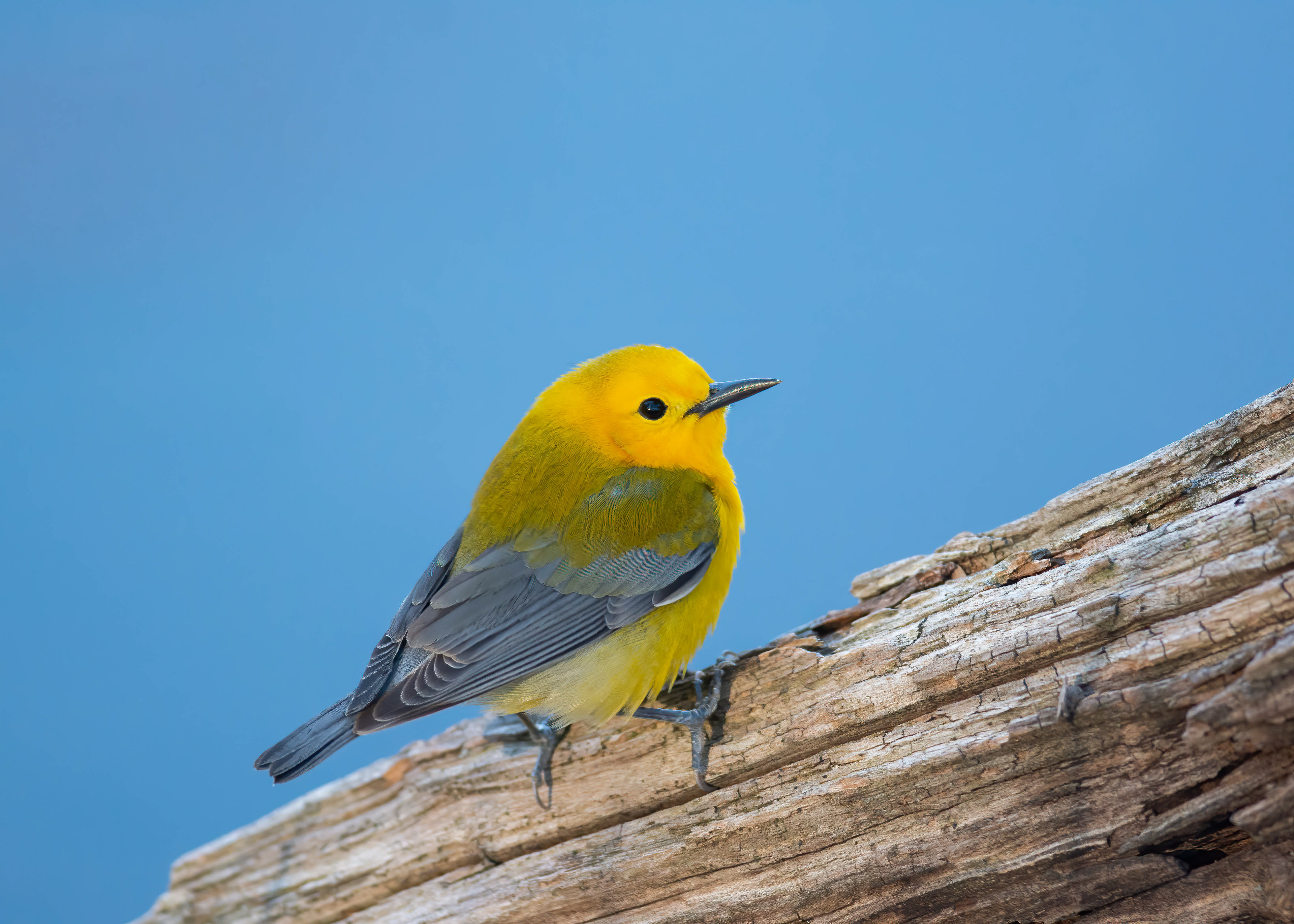 Prothonotary Warbler, Northport, NY