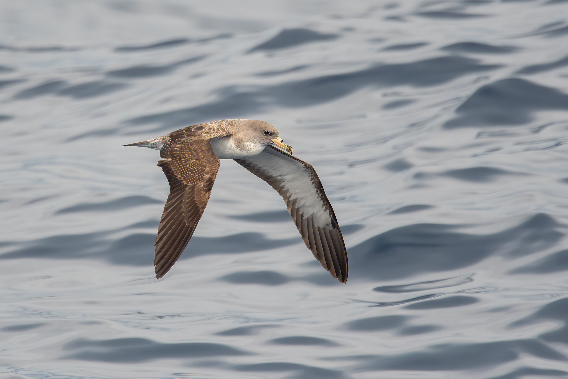 Cory's Shearwater, NYS Shelf Waters