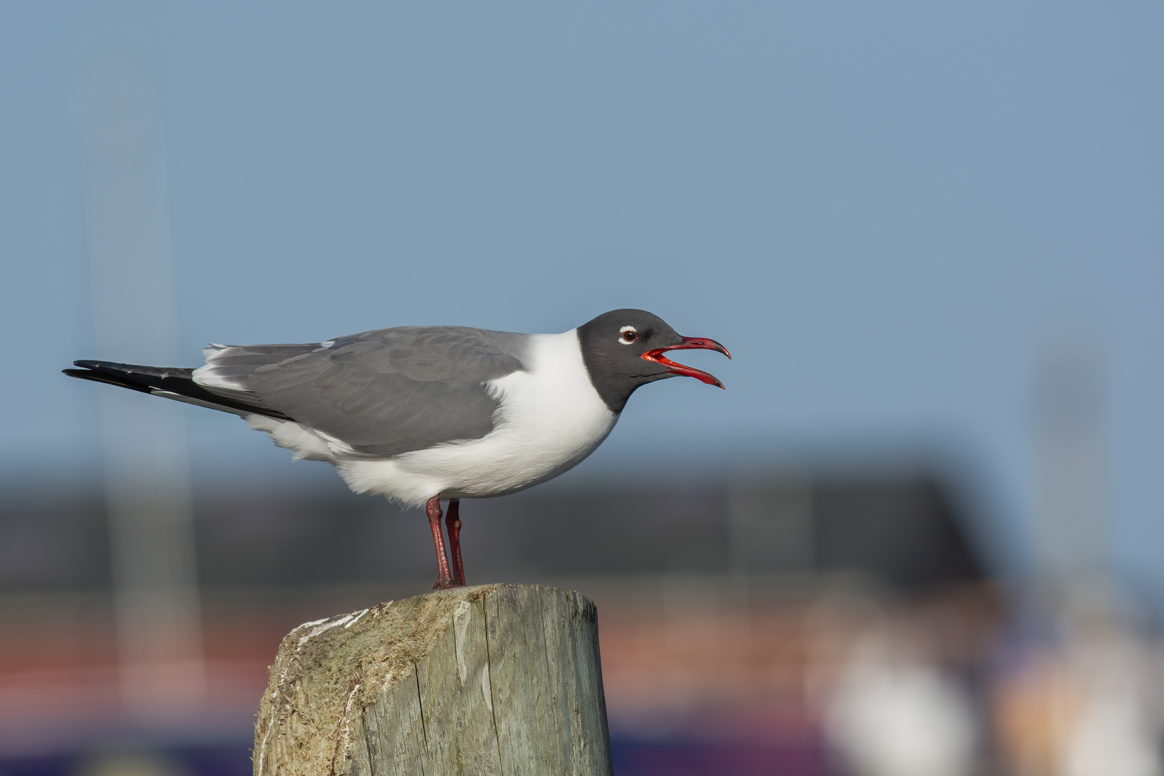 Laughing Gull, Sayville, NY