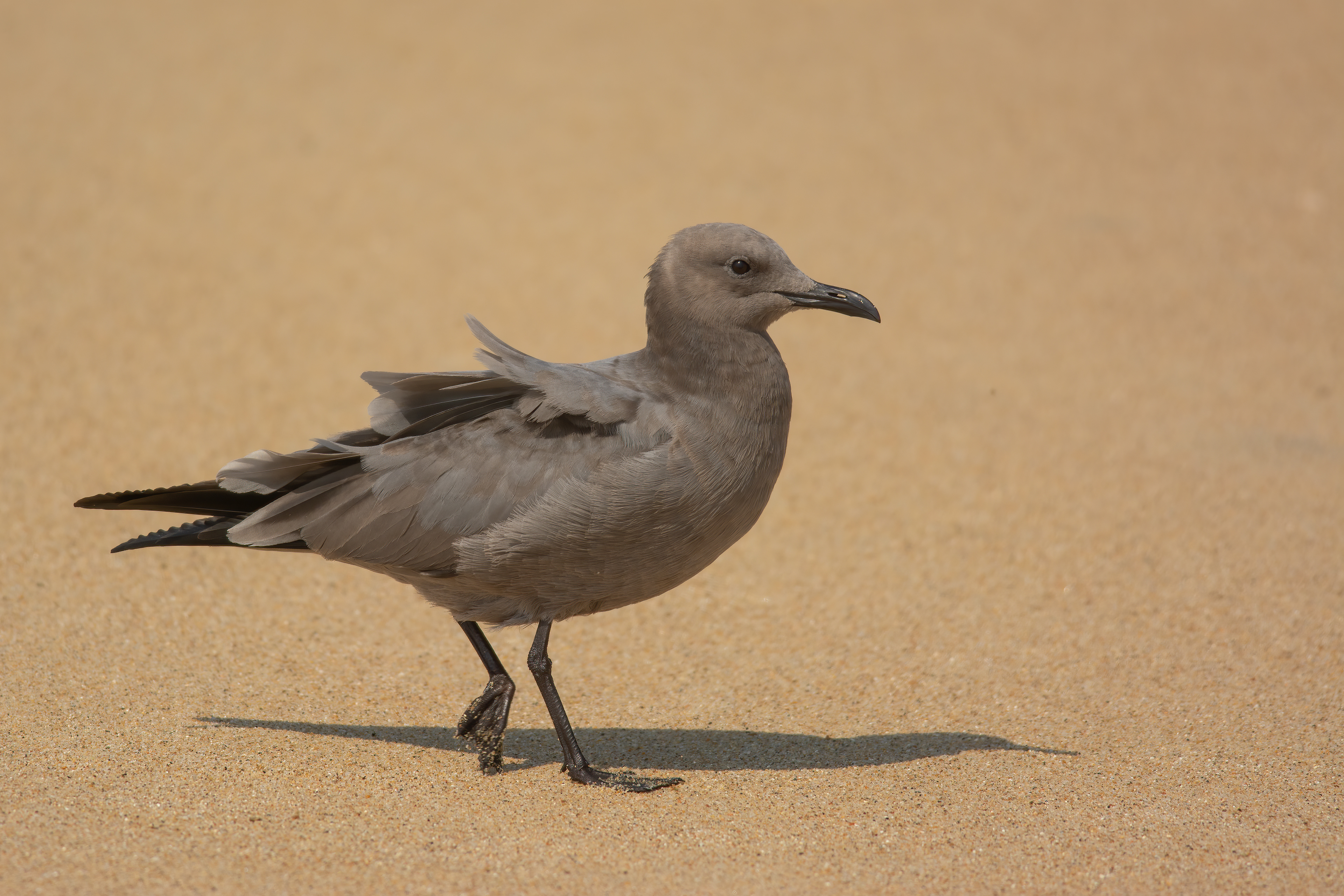 Gray Gull, Tunquen, Chile