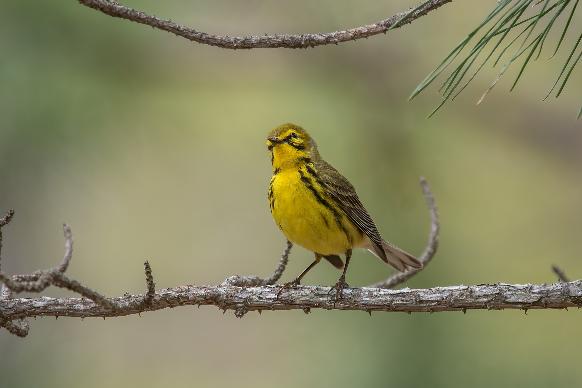 Prairie Warbler, East Quogue, NY