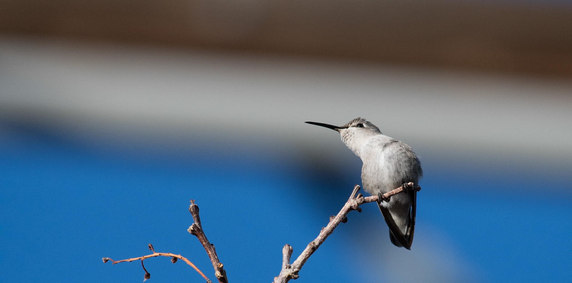 Hummingbird