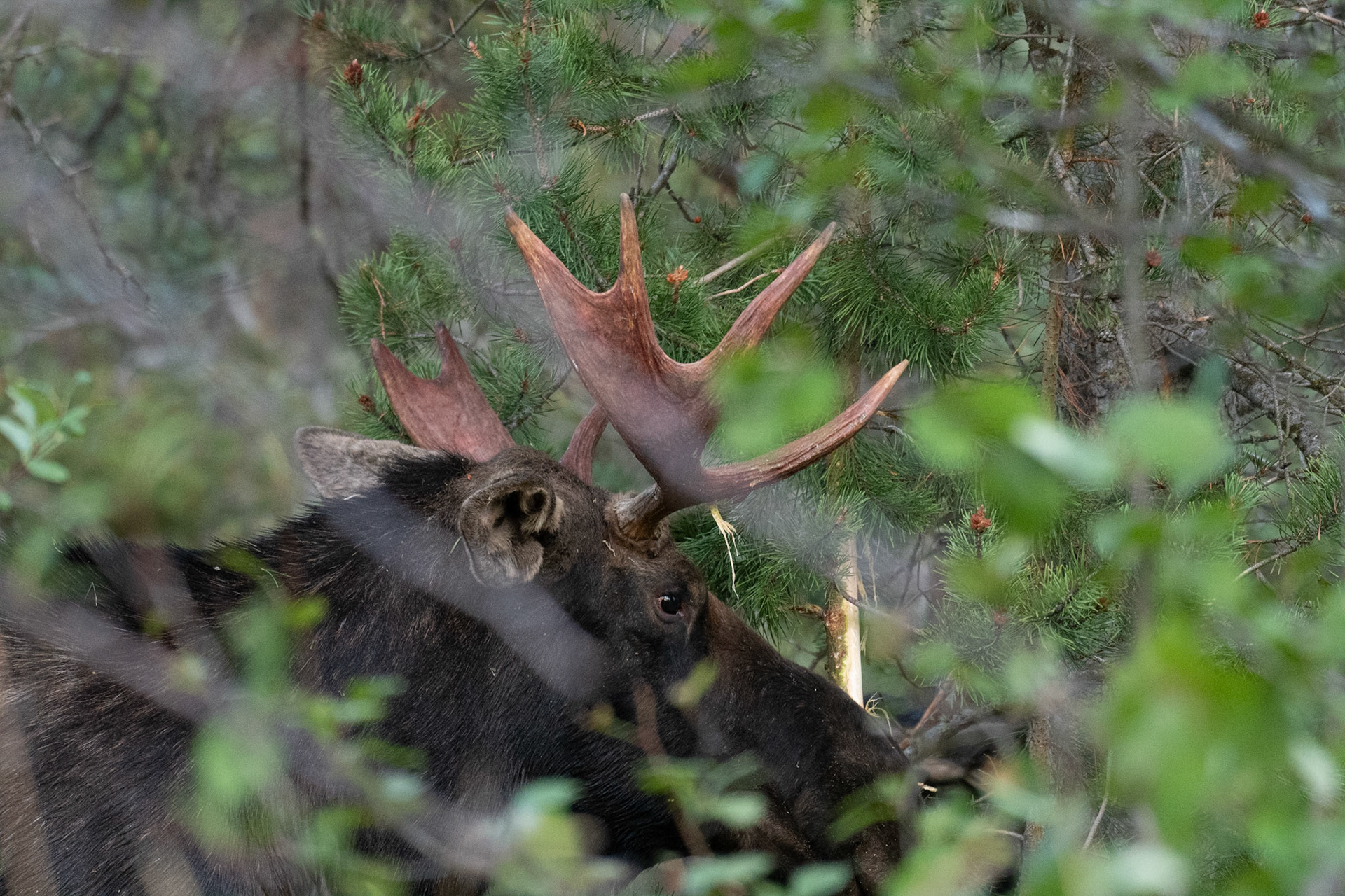 Bull Moose Grand Teton National Park