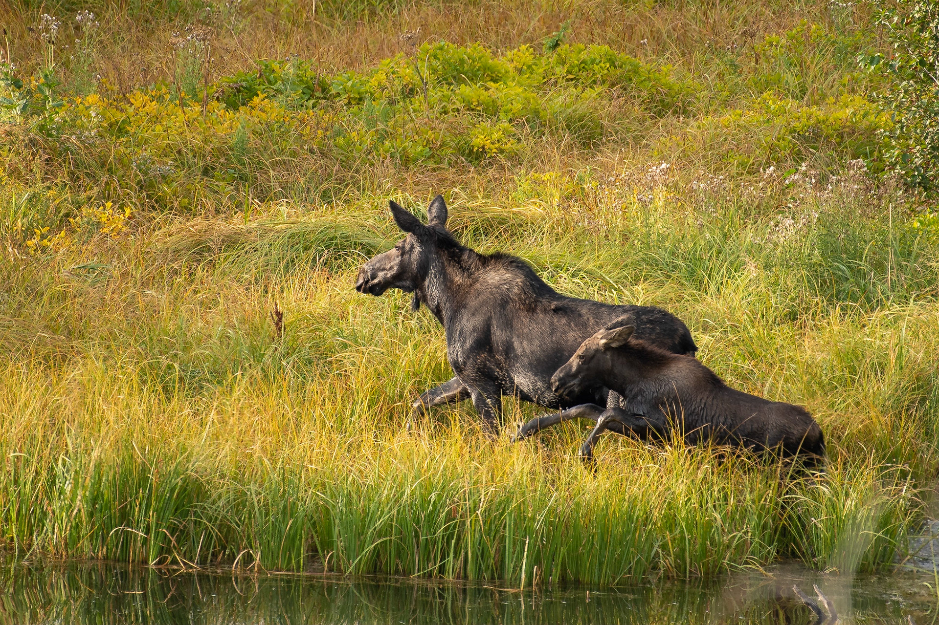 Cow Moose and Calf