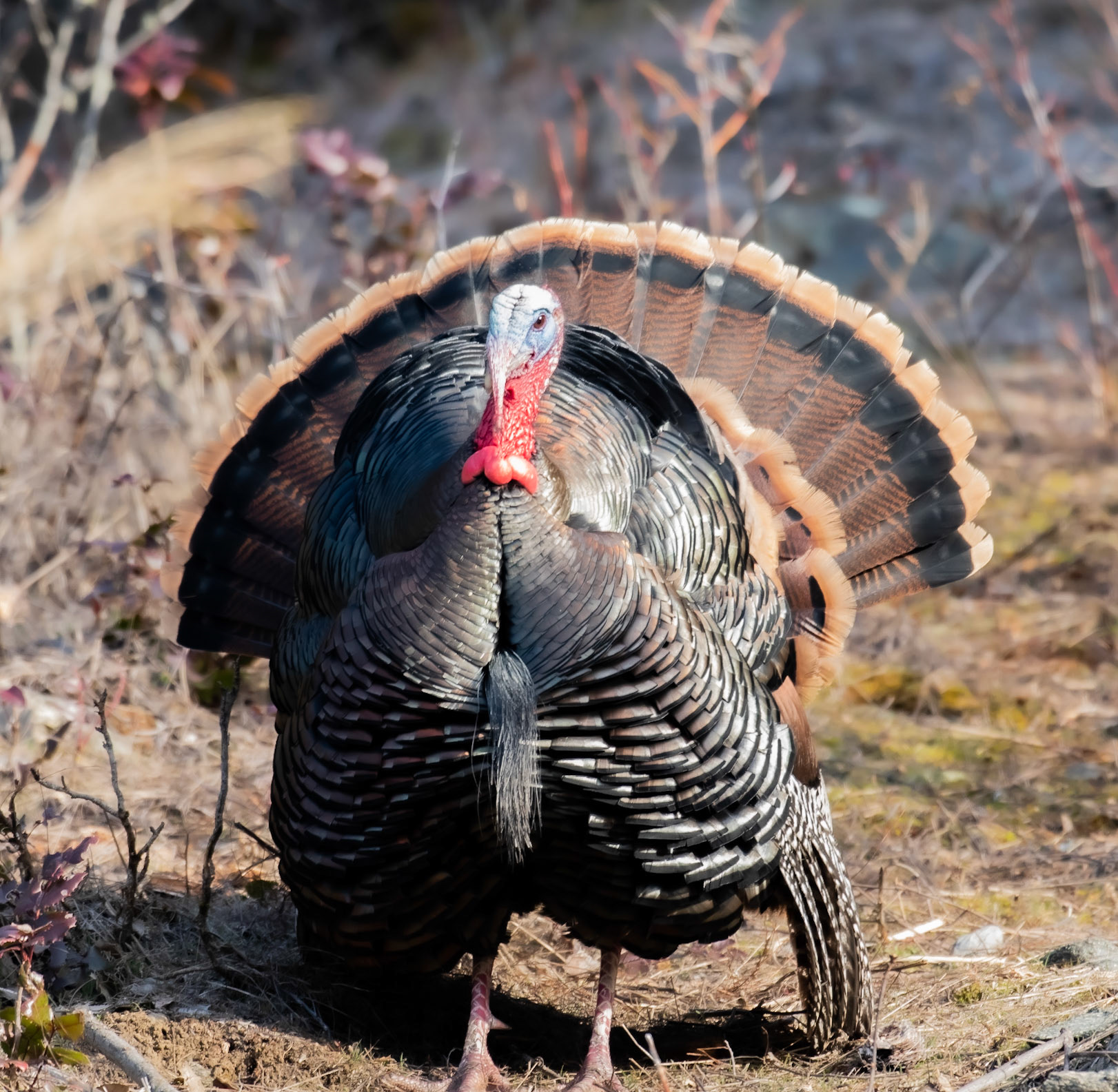 Tom Turkey Nelson