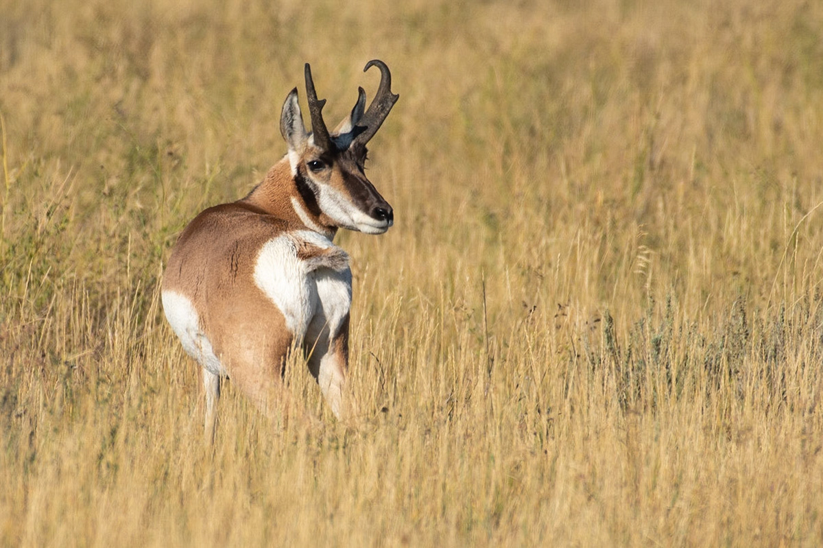 Pronghorn Antelope Grand Teton National Park