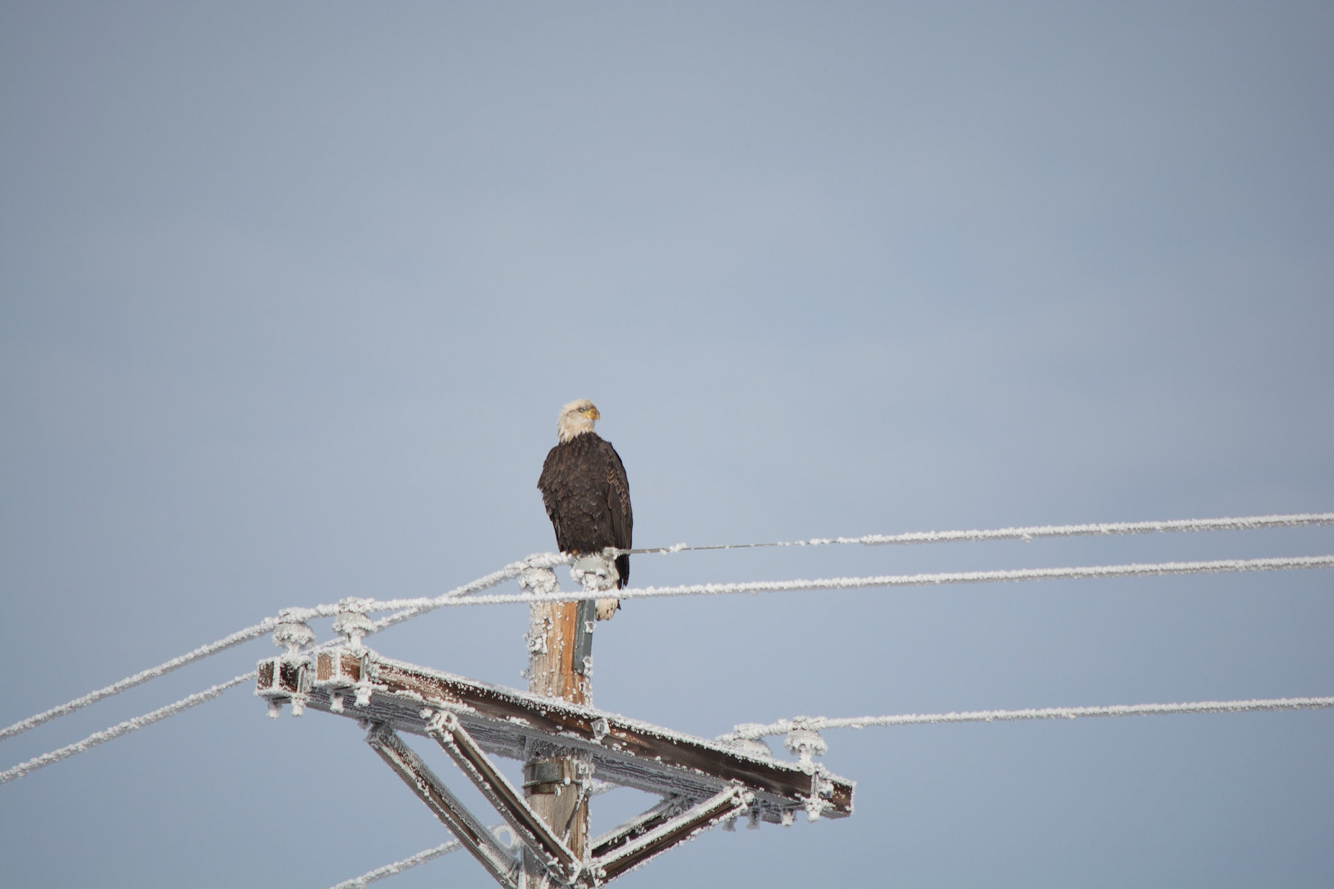 Bald Eagle Dead Mans Summit Oregon