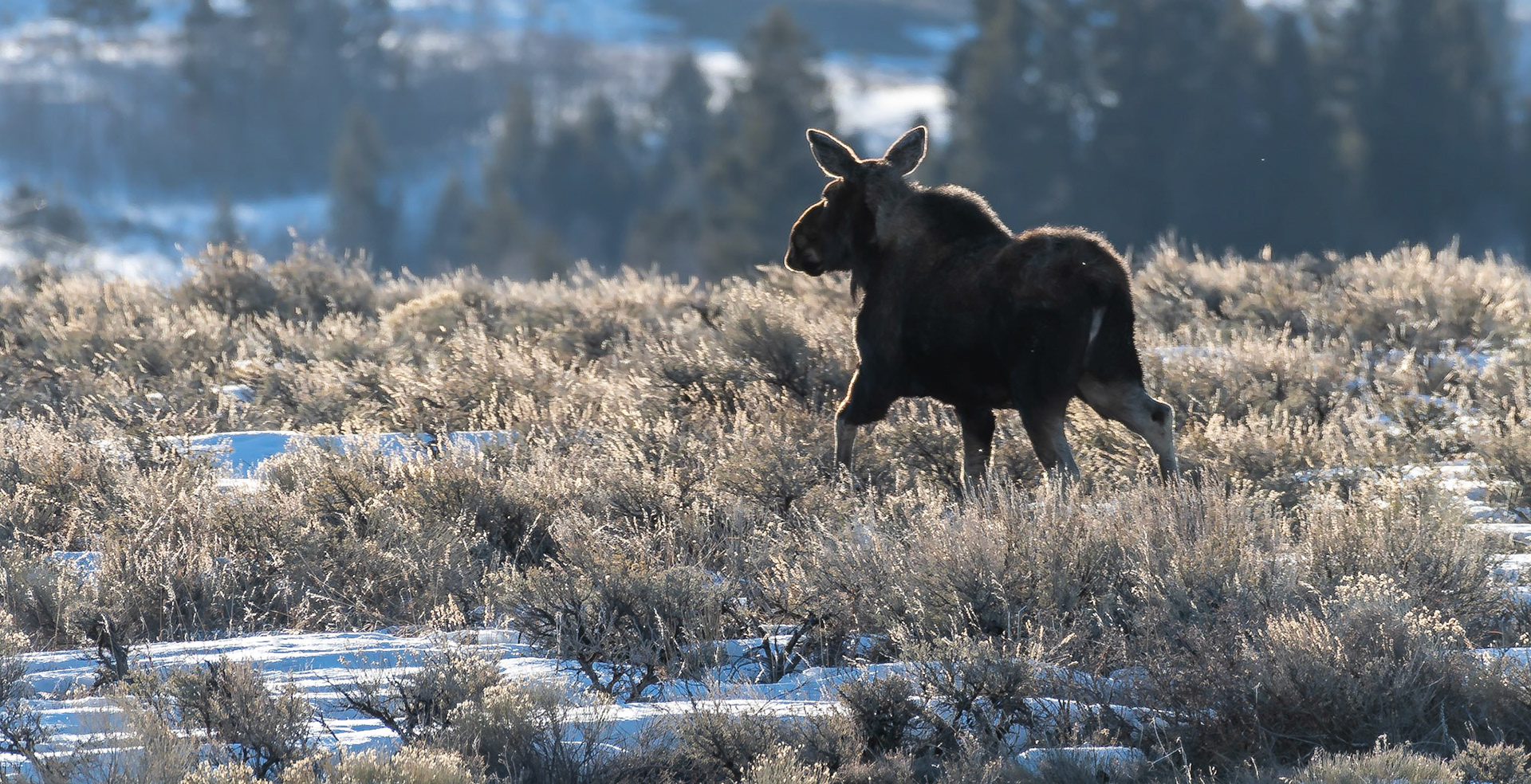 Moose Grand Teton Park
