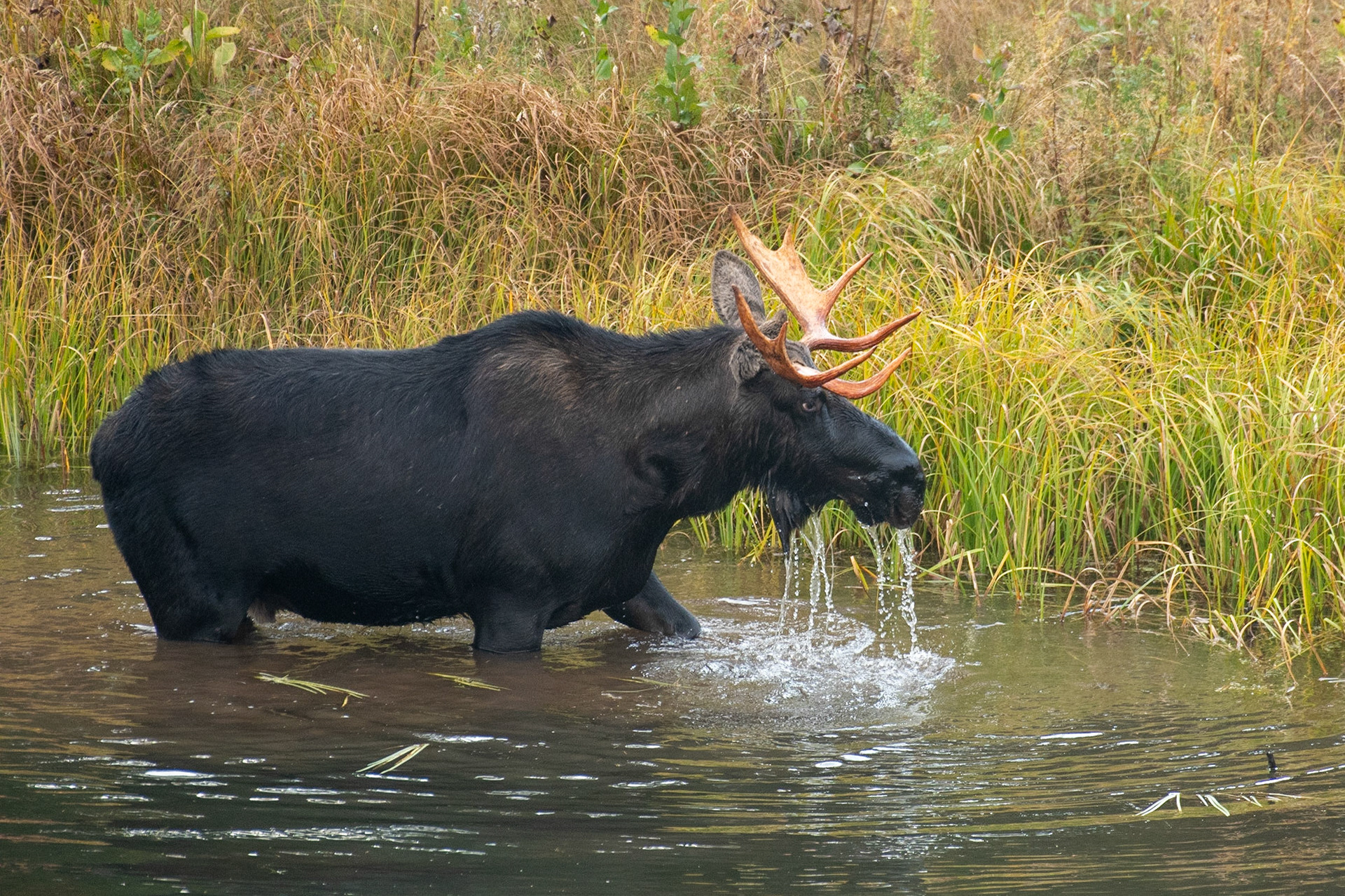 Bull Moose Grand Teton National Park