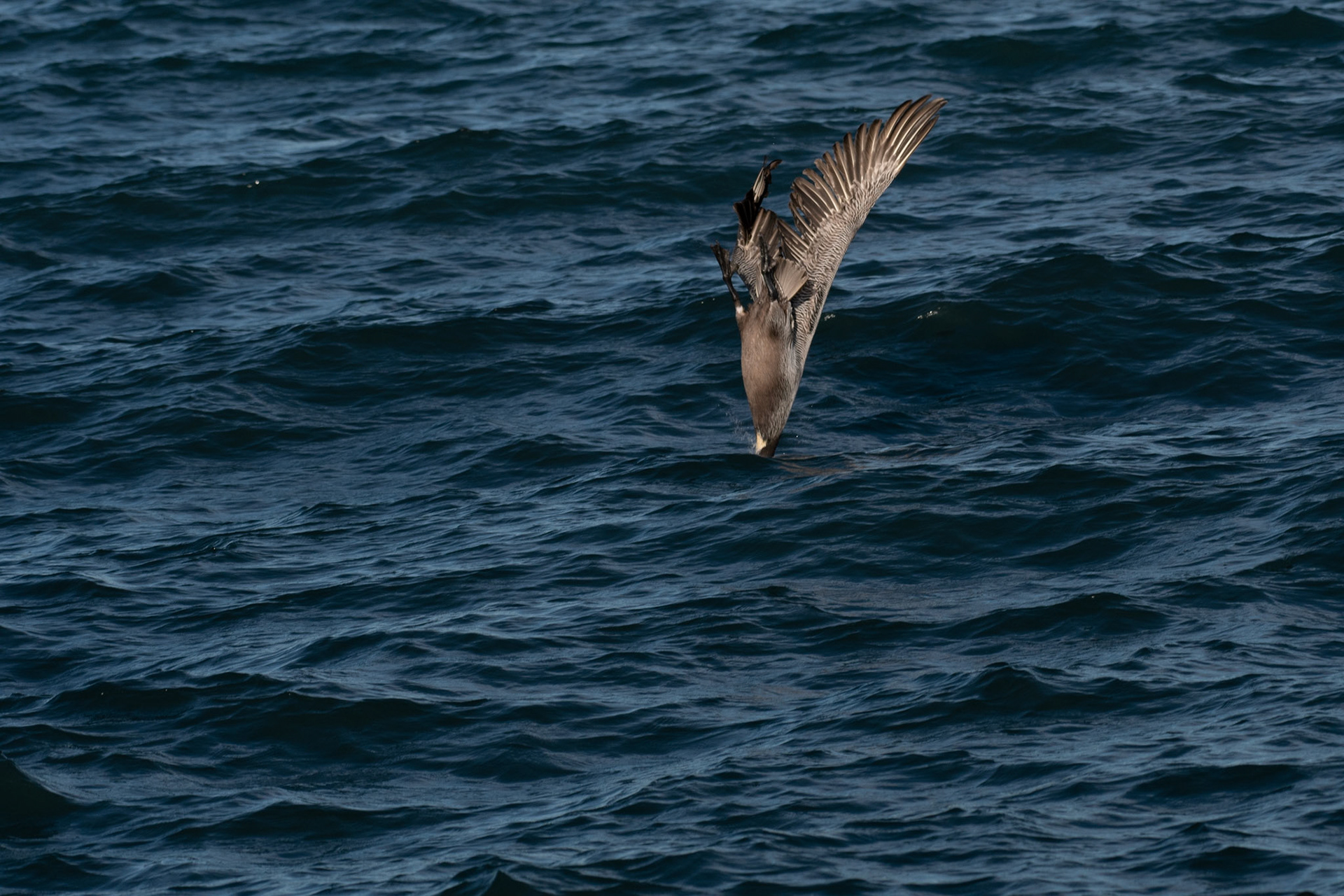 Pelican Diving