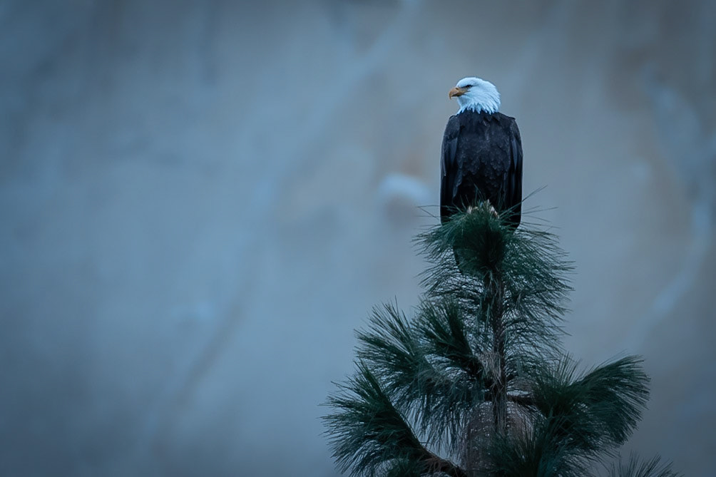 Bald Eagle Yosemite