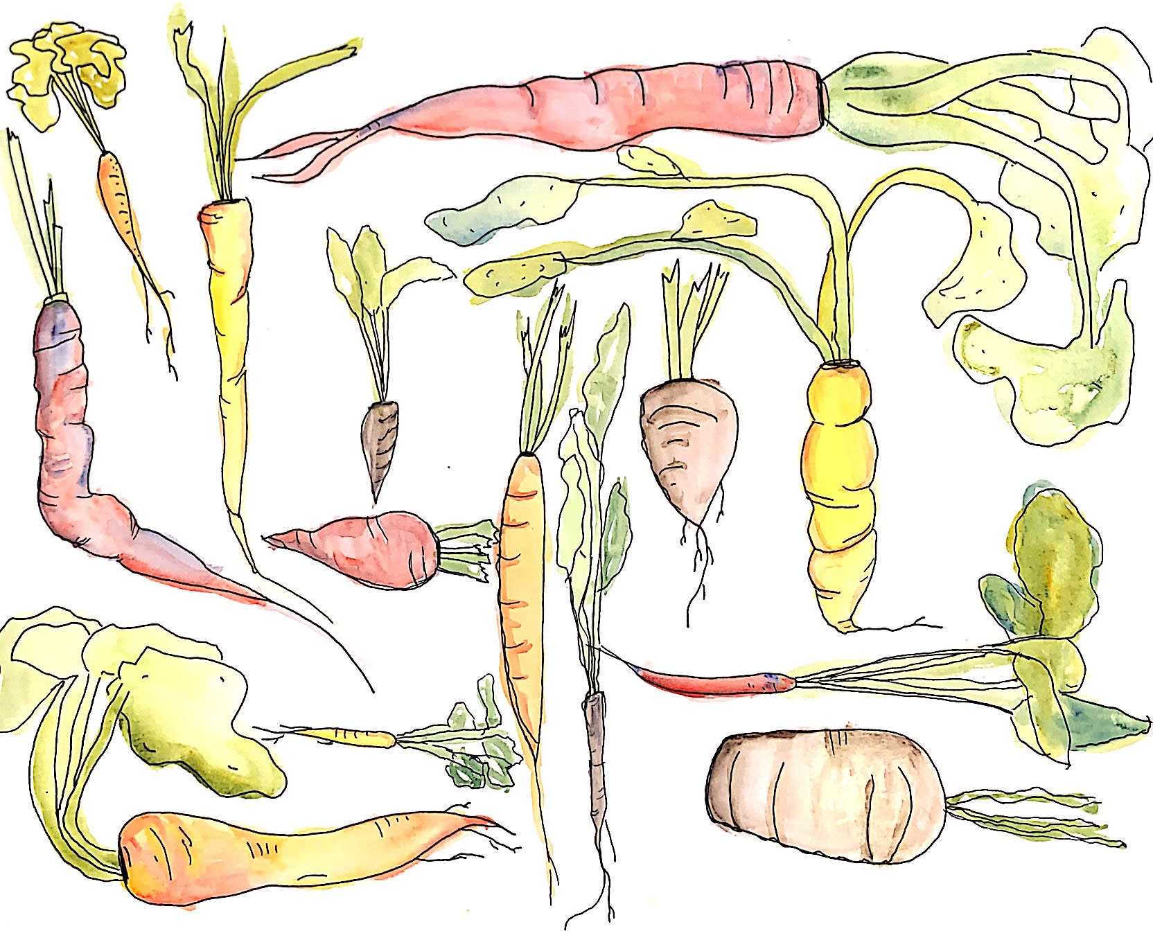 Carrots