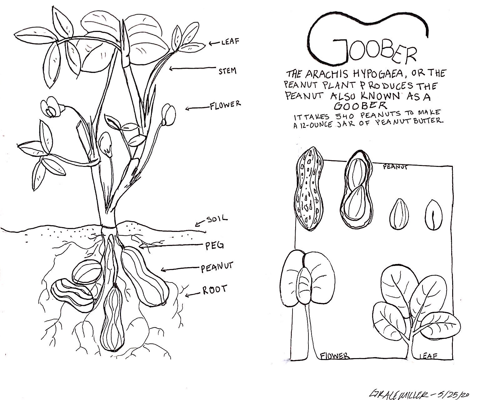 Peanut plant profile page