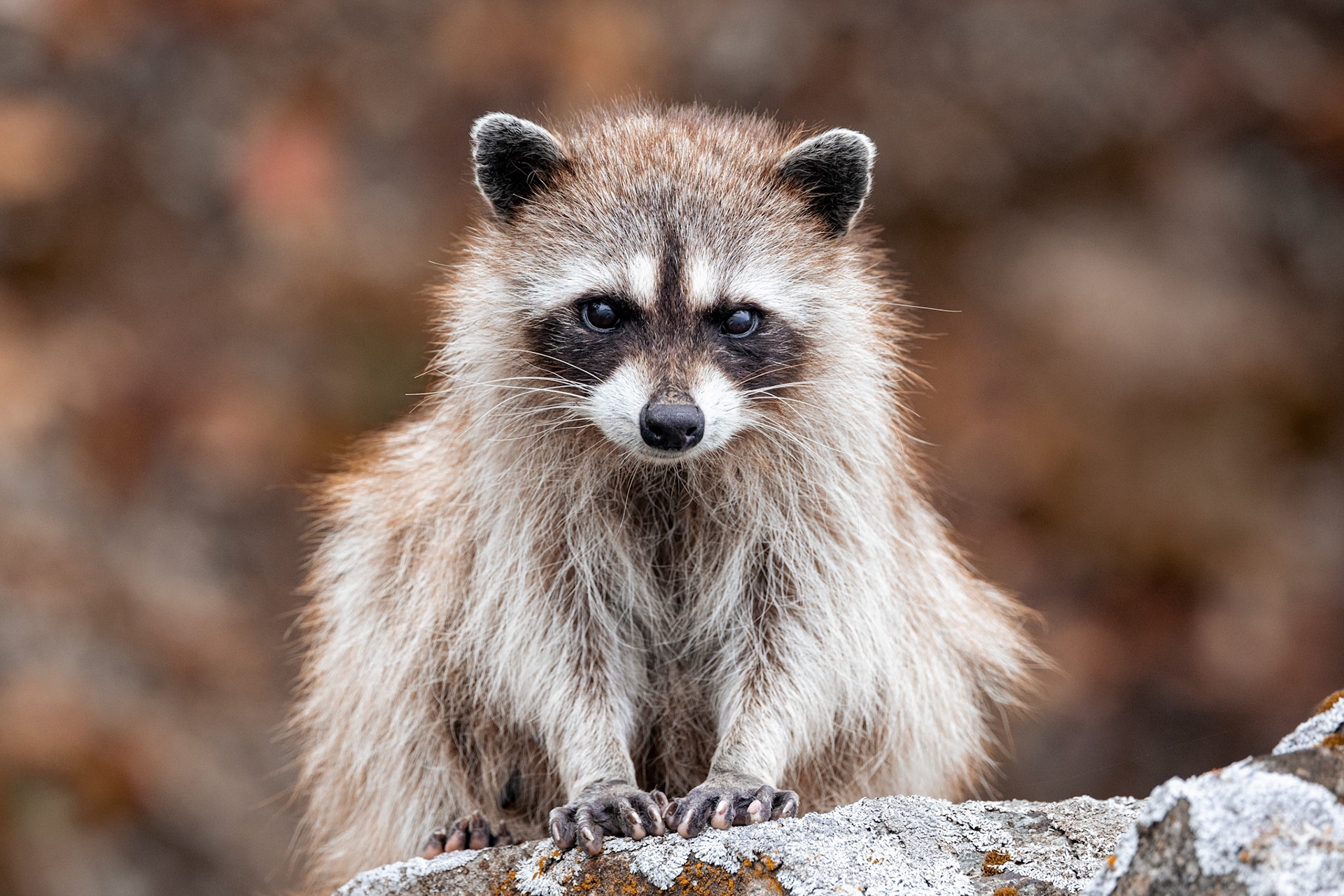 Raccoon (Procyon lotor)  |  Vancouver Island, BC, Canada  |  2024