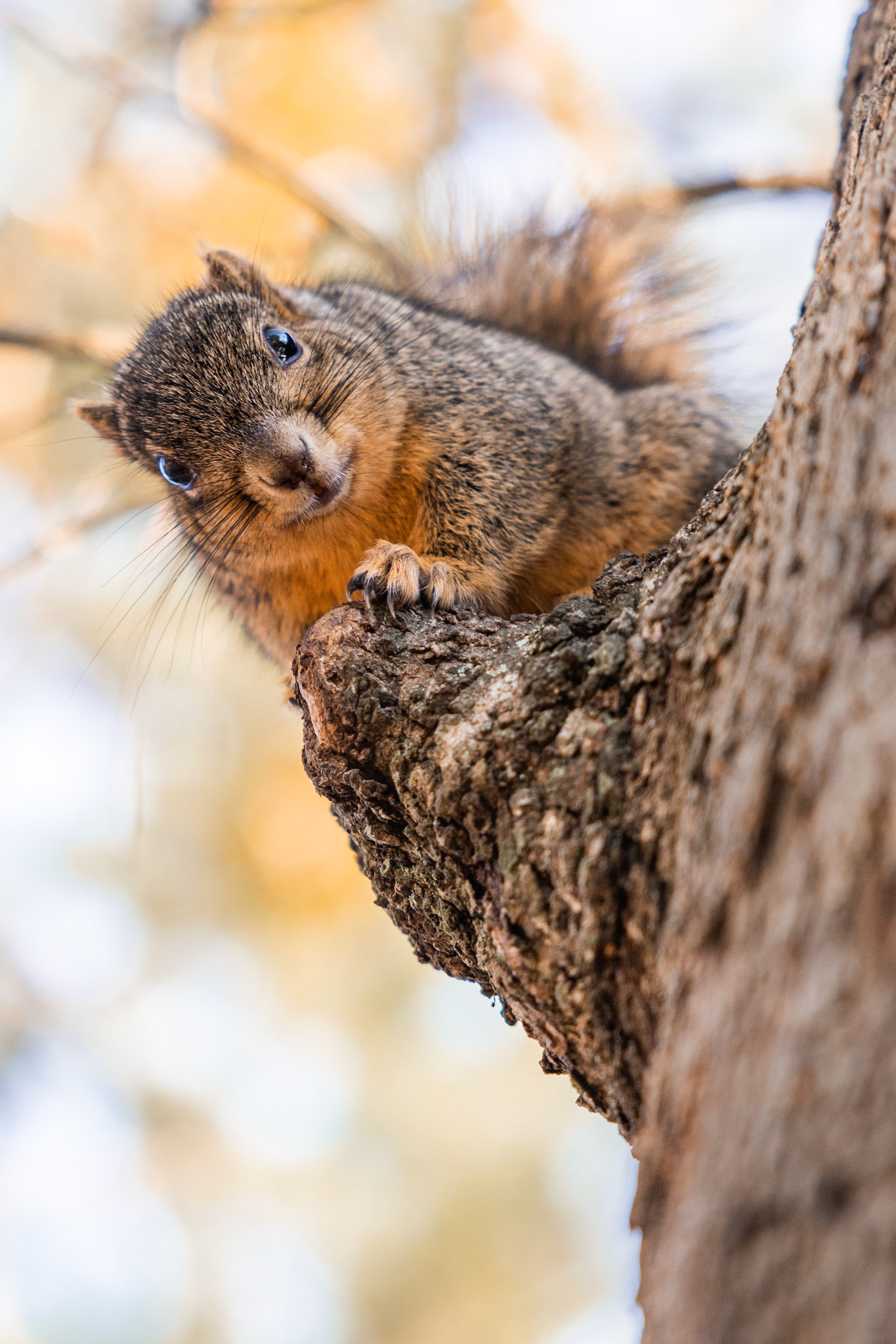 Eastern Gray Squirrel (Sciurus carolinensis)  |  Houston, TX, United States  |  2022