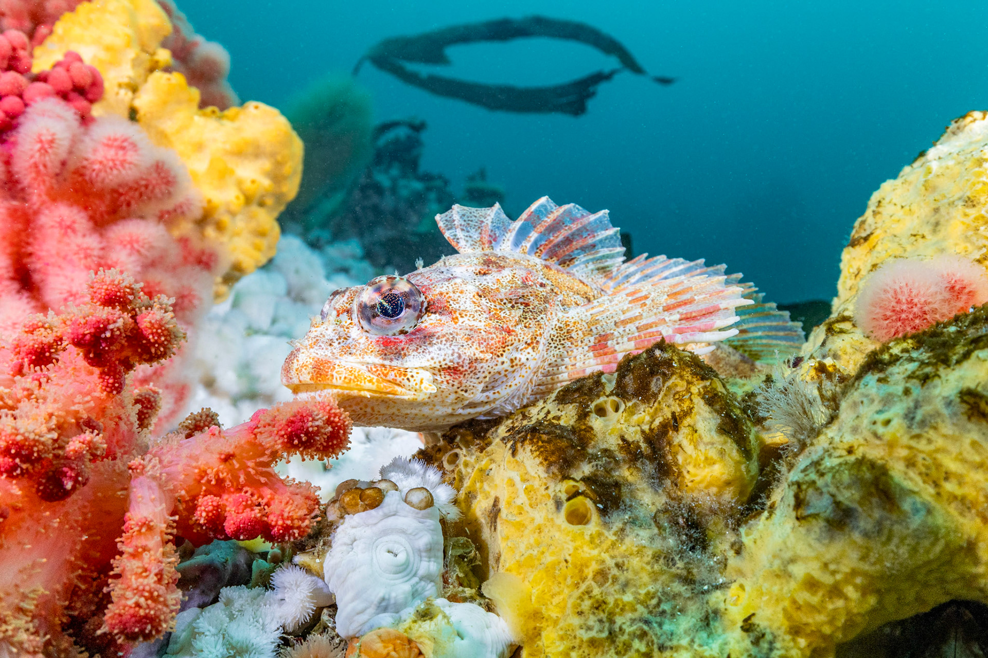 Red Irish lord (Hemilepidotus hemilepidotus)  |  God's Pocket, BC, Canada  |  2023