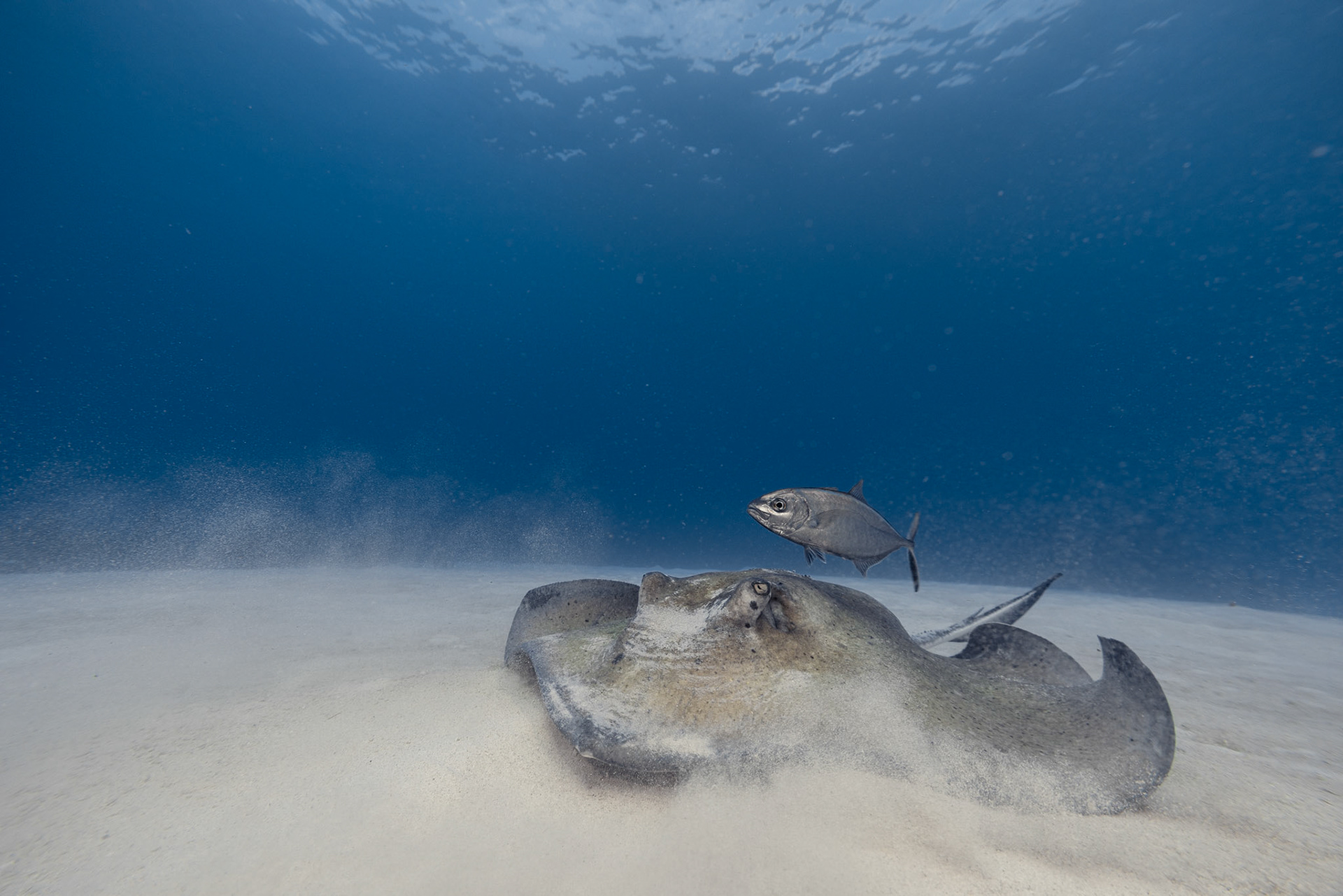 Southern stingray (Hypanus americanus)  |  Little Cayman, Cayman Islands  |  2024