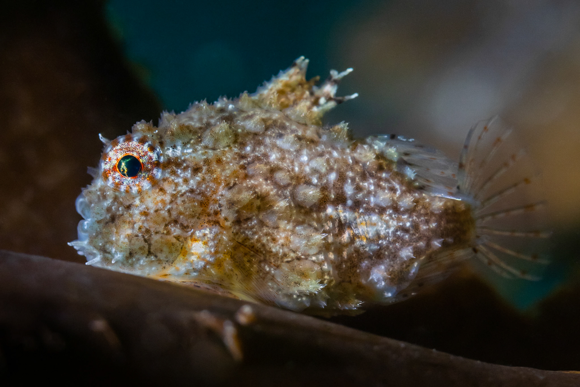 Pacific spiny lumpsucker (Eumicrotremus orbis)  |  Three Tree Point, WA, United States  |  2022