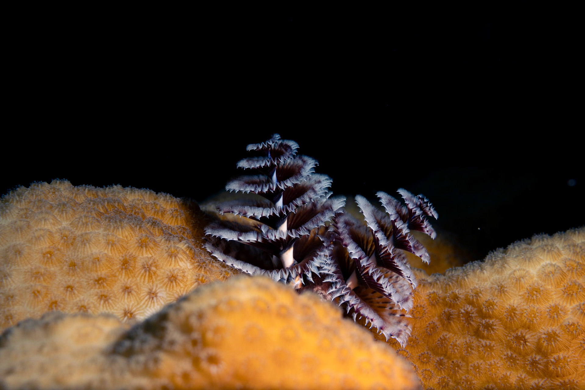 Christmas tree worm (Spirobranchus giganteus)  |  Little Cayman, Cayman Islands  |  2024