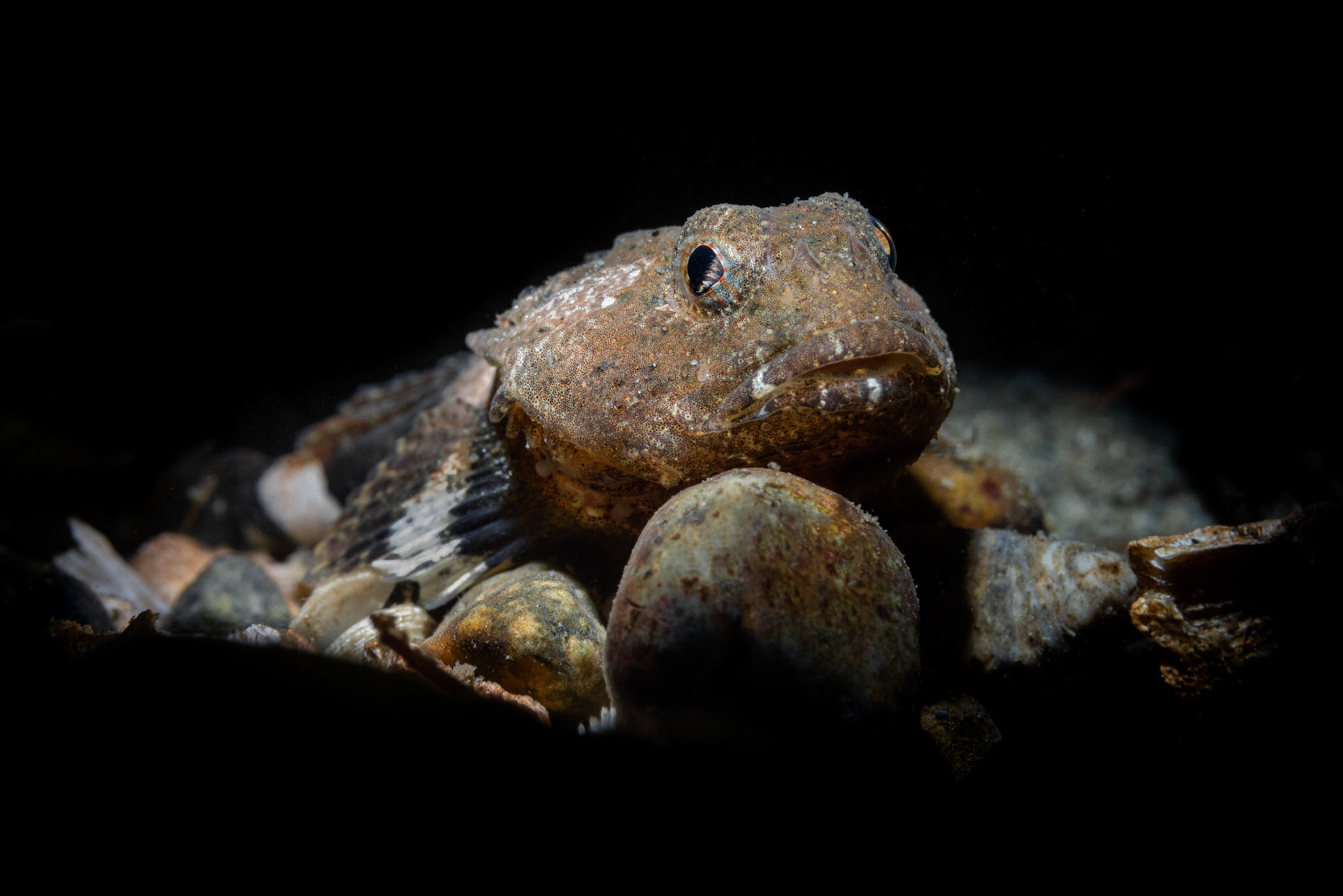 Puget Sound Sculpin (Ruscarius meanyi)  |  Three Tree Point, WA, United States  |  