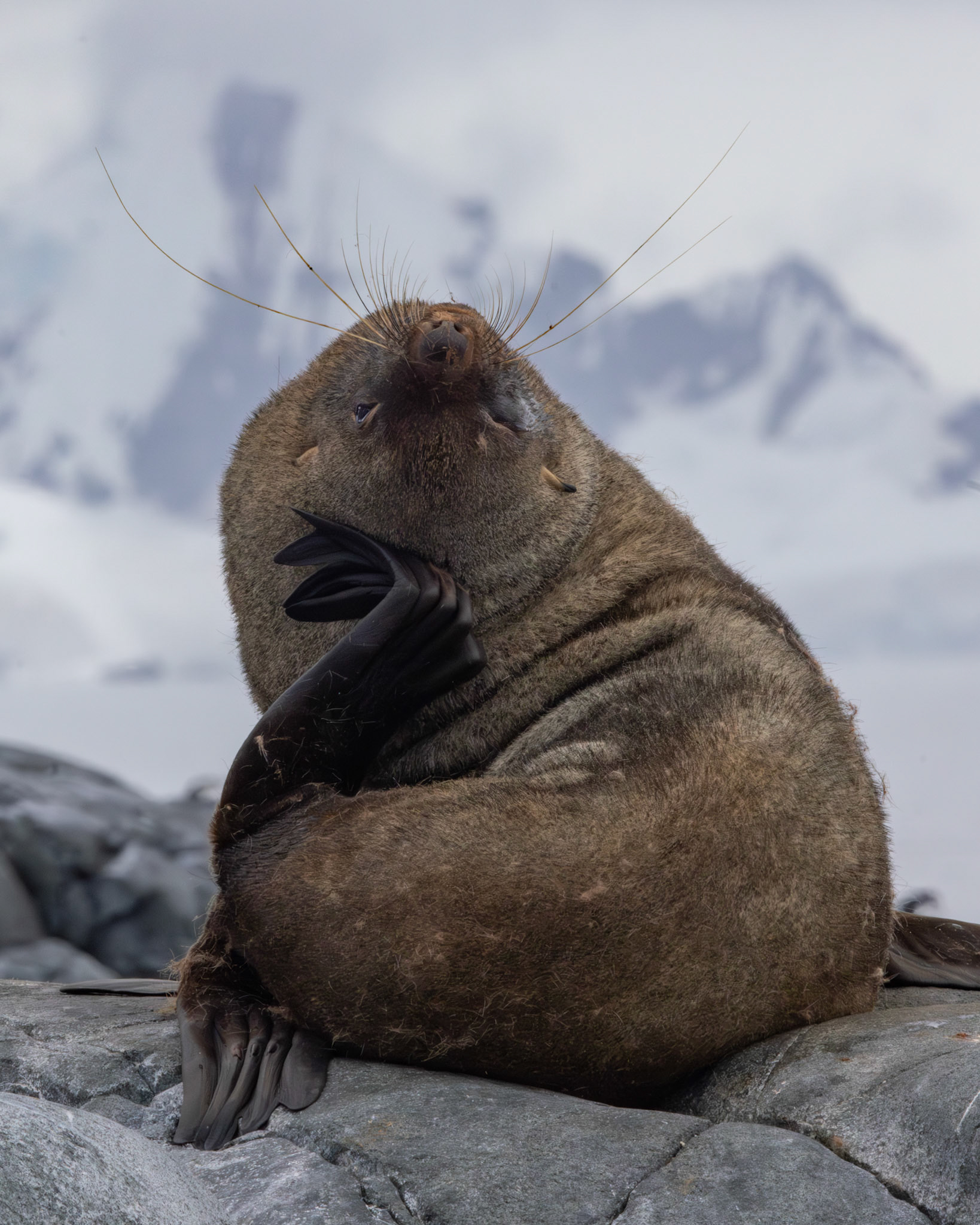 Antarctic fur seal (Arctocephalus gazella)  |  Antarctica  |  2024