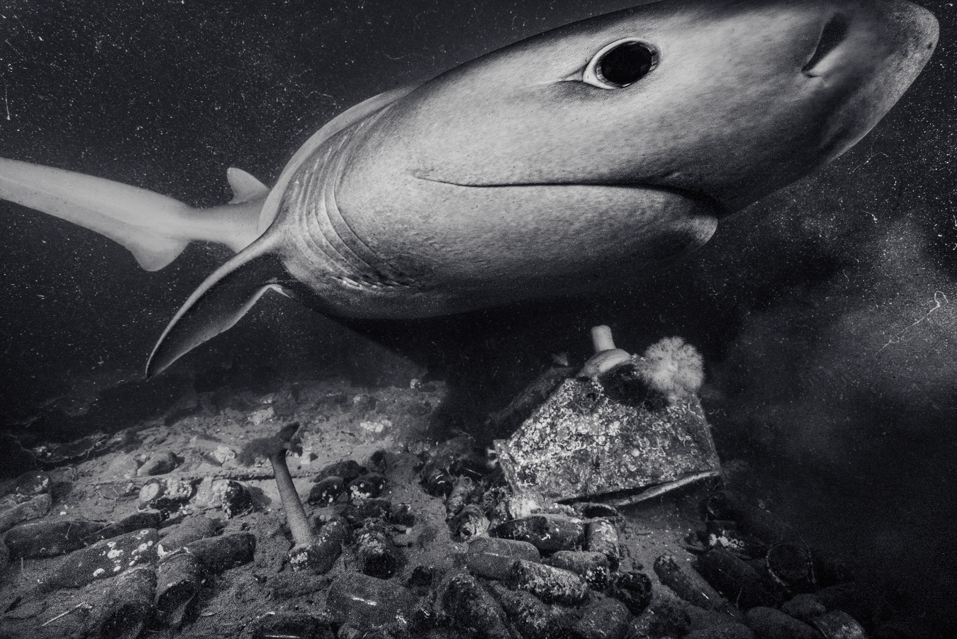 Bluntnose sixgill shark (Hexanchus griseus)  |  Redondo Beach, WA, United States  |  2023