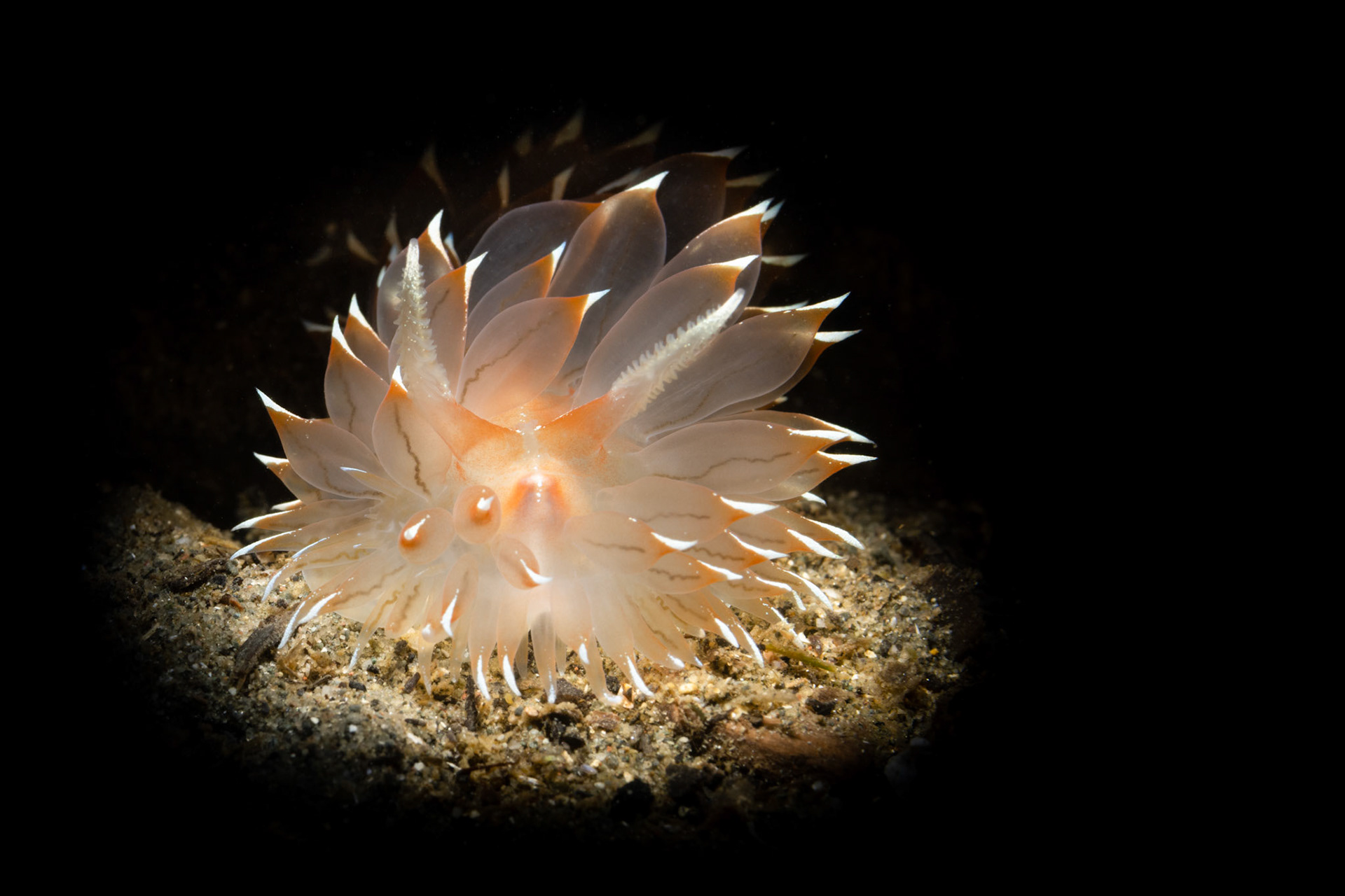 Frosted nudibranch (Dirona albolineata)  |  Redondo Beach, WA, United States  |  2022