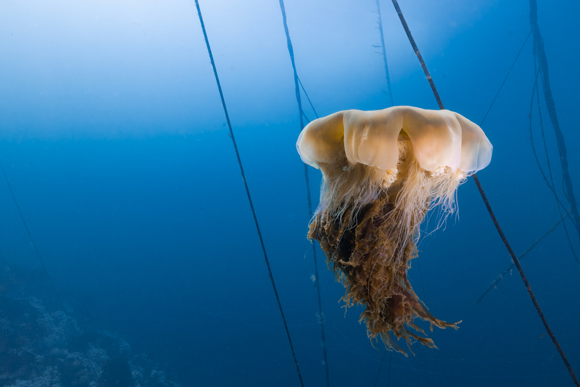 Lion's mane jellyfish (Cyanea capillata)  |  God's Pocket, BC, Canada  |  2023